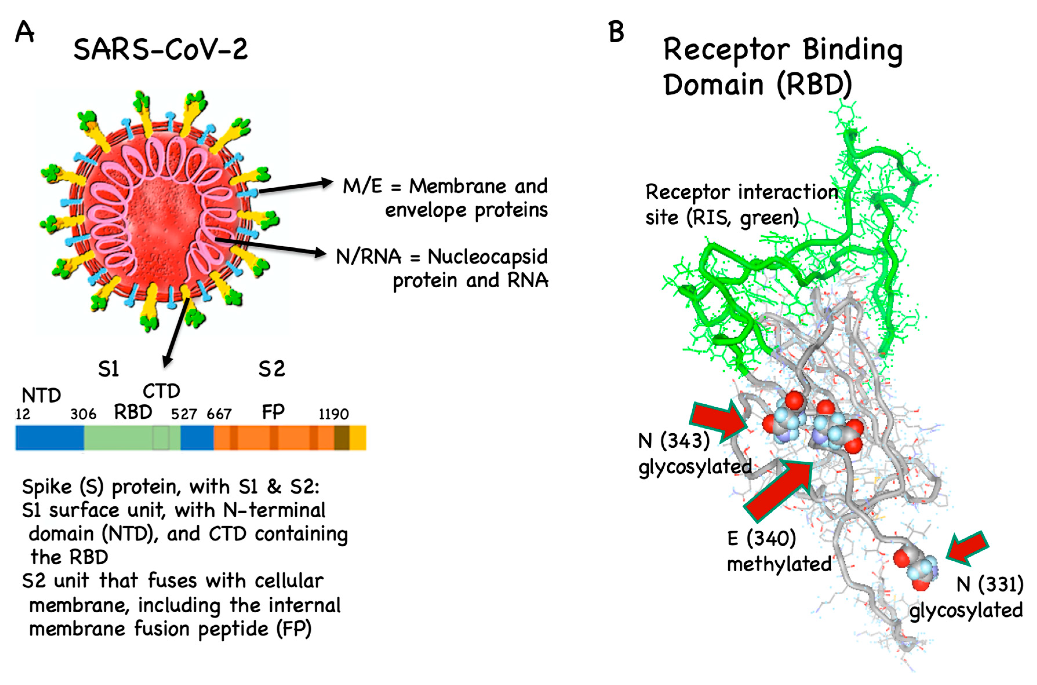 Astrazeneca Vaccine Mechanism Of Action - Mechanism of ...