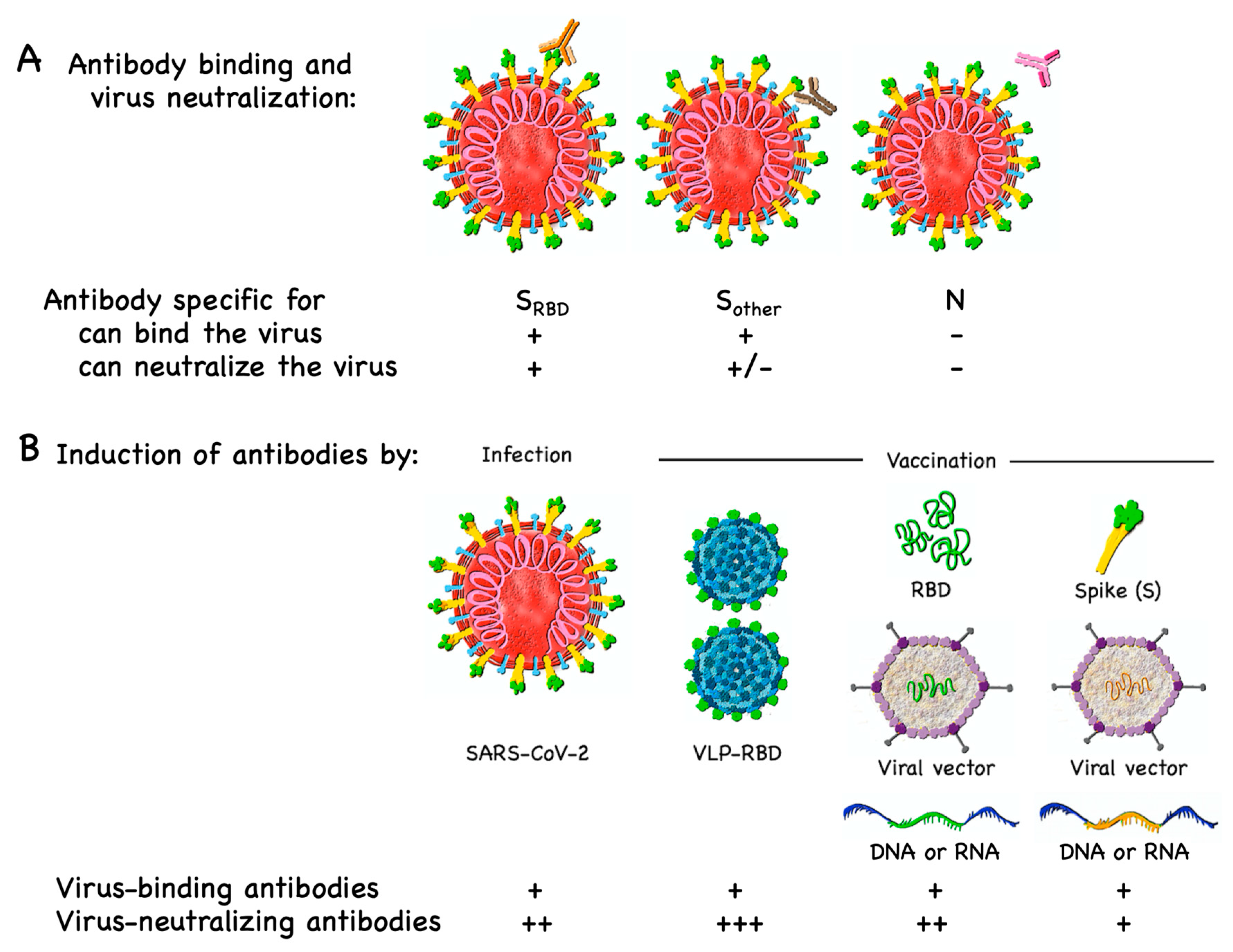 Different types of covid vaccines