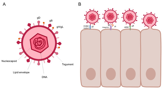 Herpes simplex virus enhances chemokine function through modulation of  receptor trafficking and oligomerization