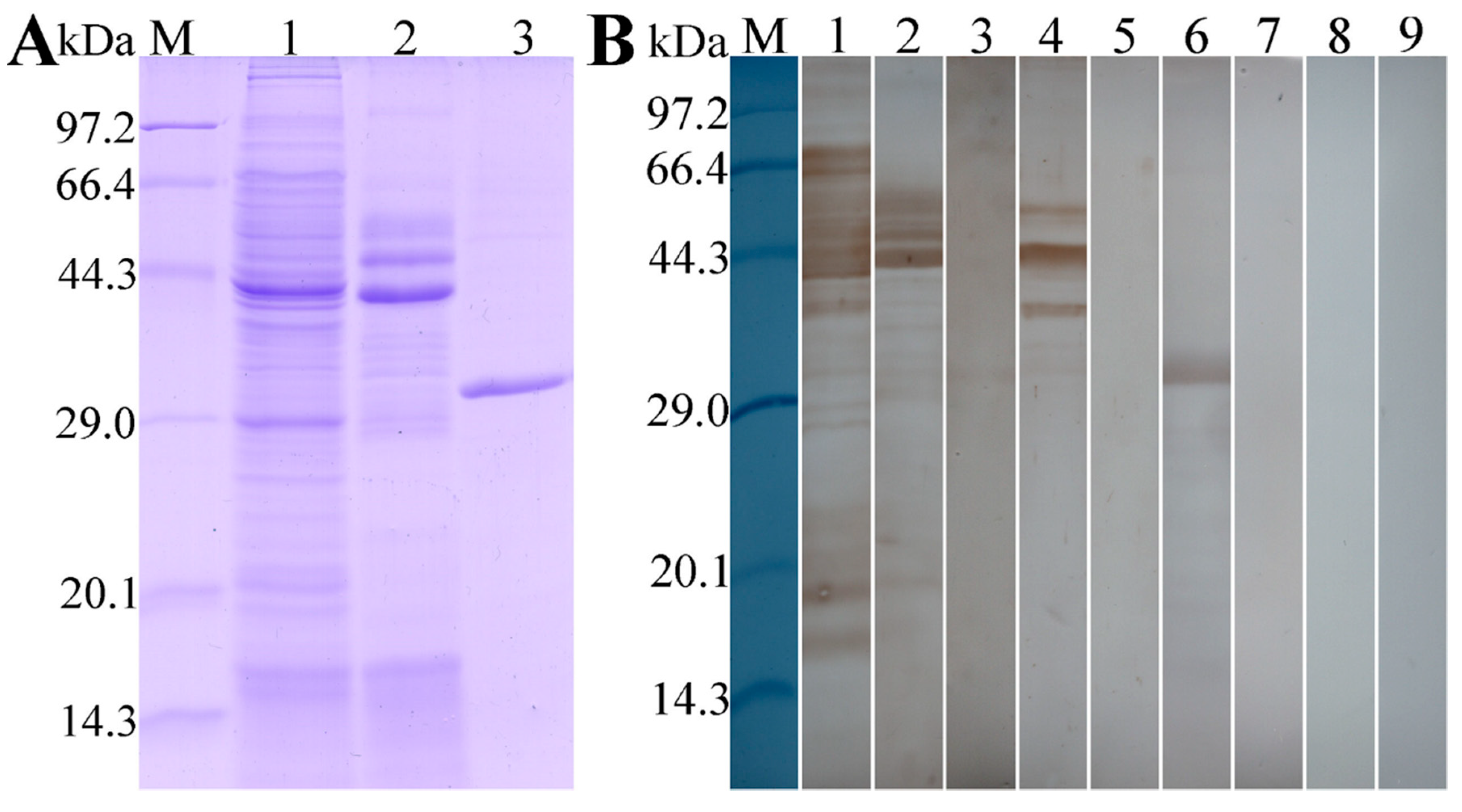 Vaccines 08 00437 g005 Vaccines 08 00437 g005