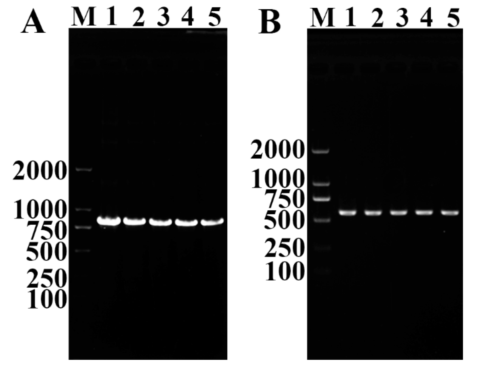 Vaccines 08 00437 g006 Vaccines 08 00437 g006