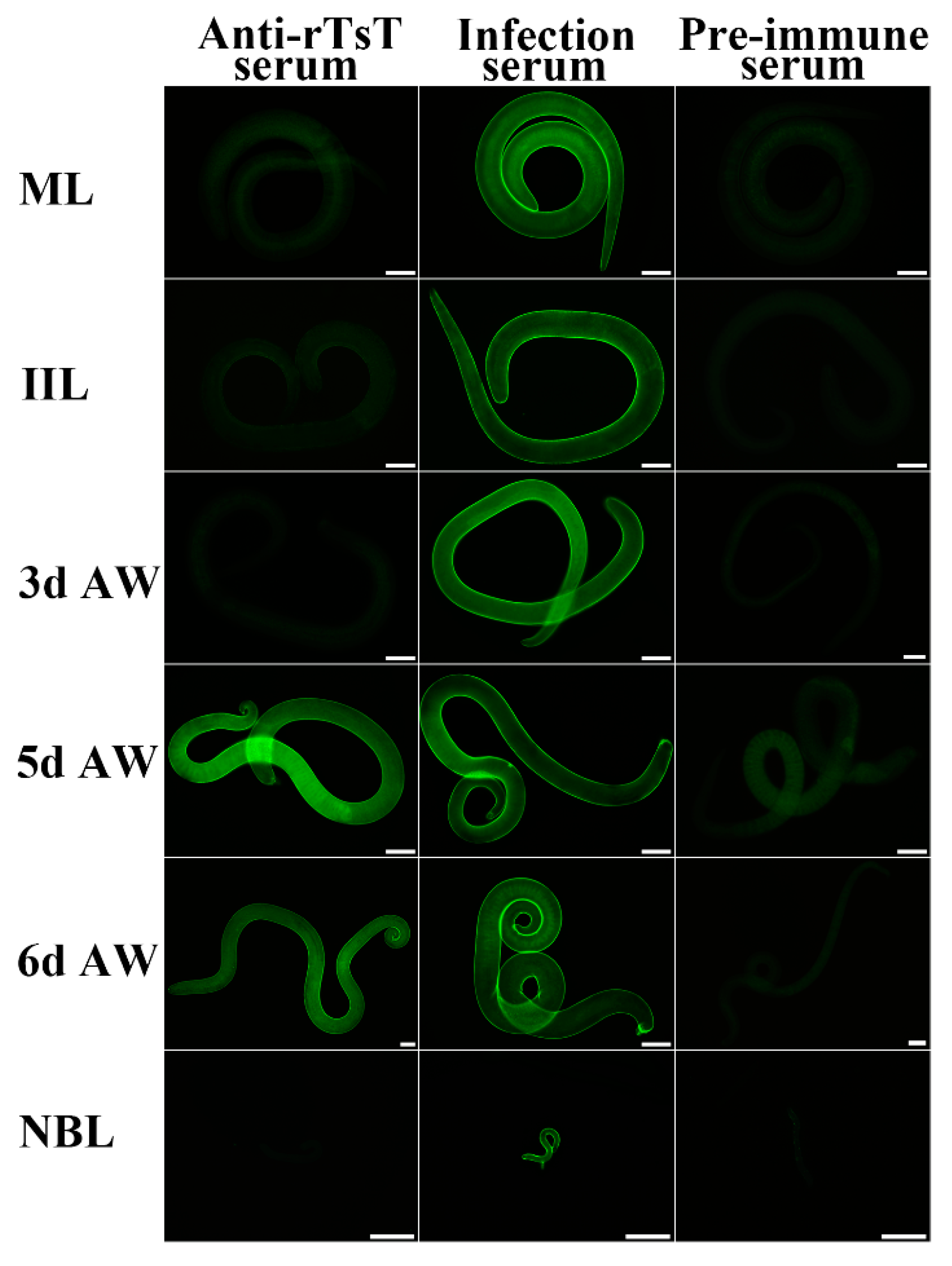 Vaccines 08 00437 g007 Vaccines 08 00437 g007