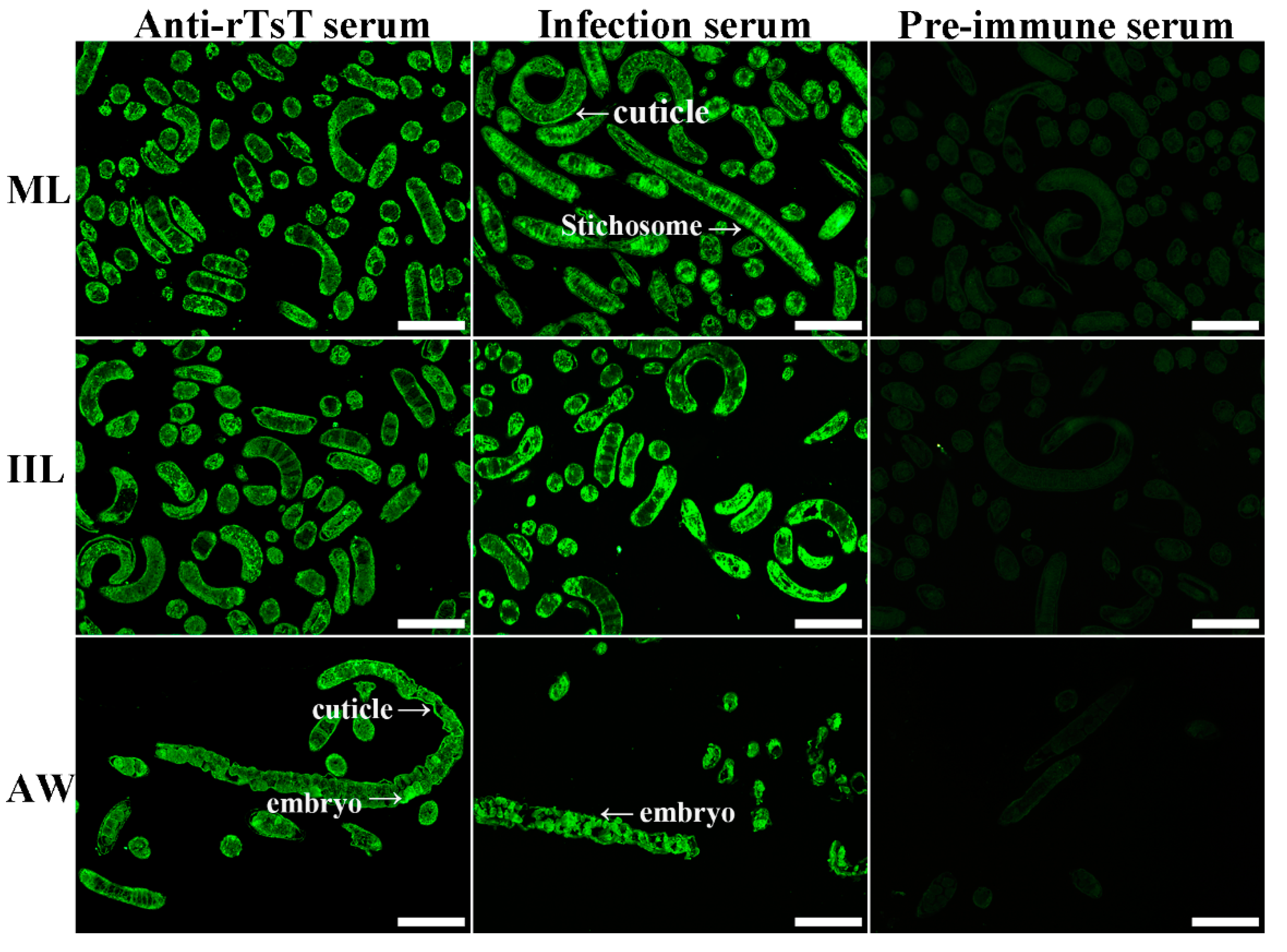 Vaccines 08 00437 g008 Vaccines 08 00437 g008