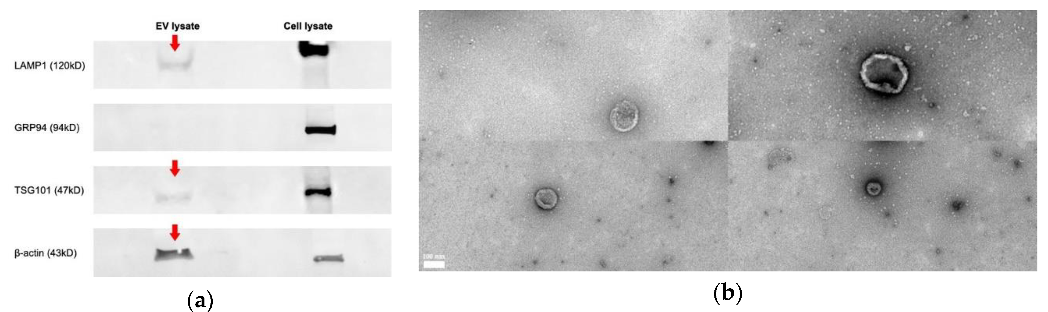 Vaccines 08 00438 g001 Vaccines 08 00438 g001