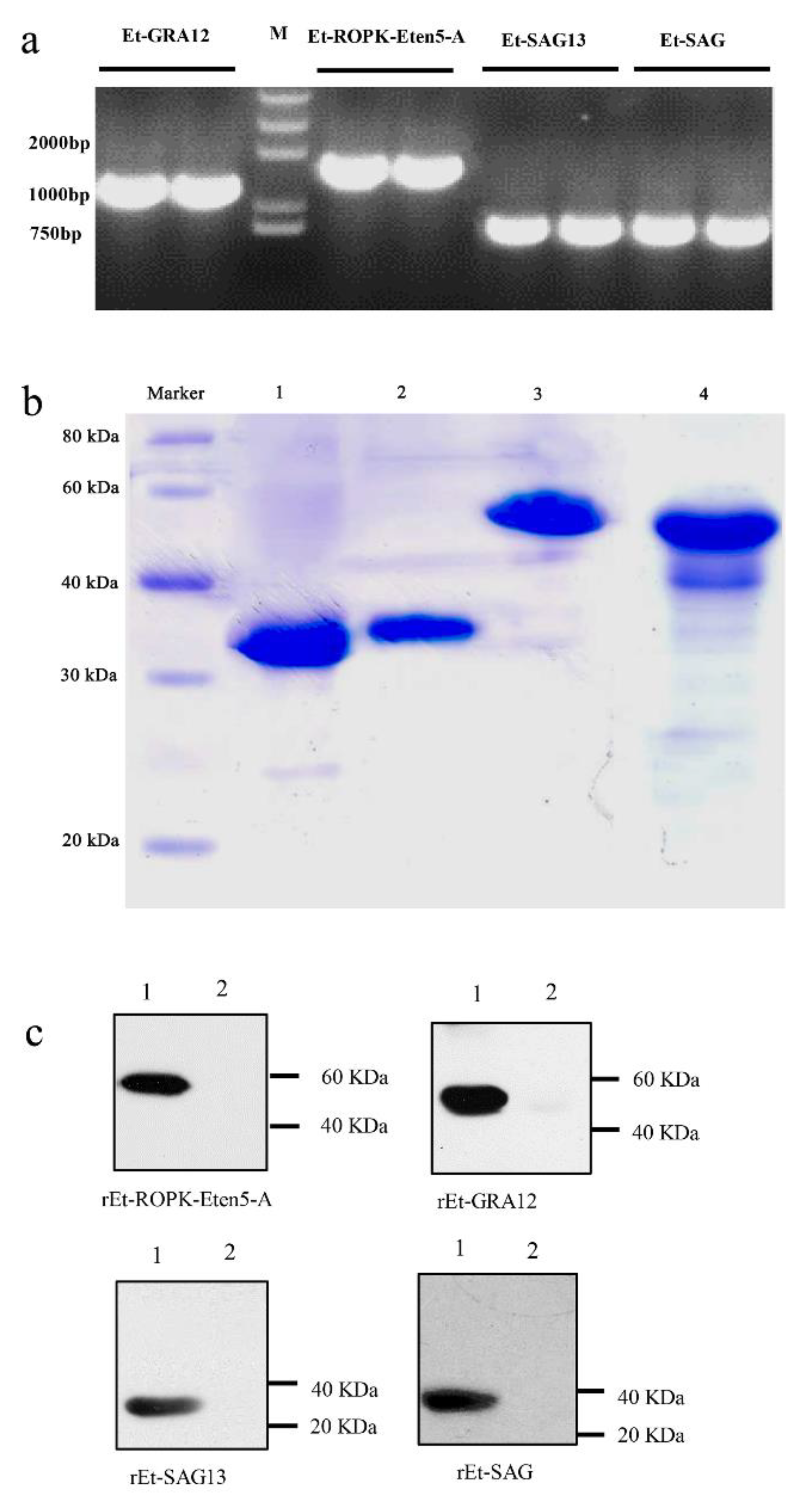 Vaccines 08 00452 g005 Vaccines 08 00452 g005
