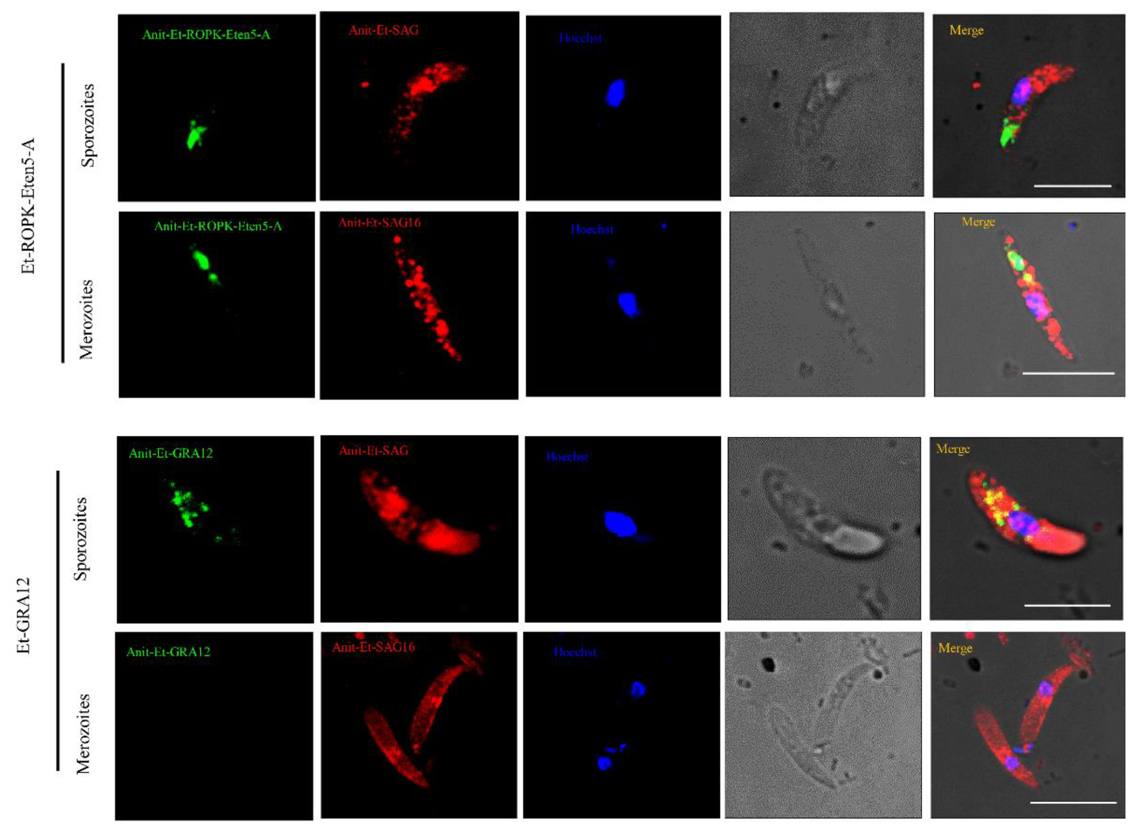 Vaccines 08 00452 g006 Vaccines 08 00452 g006
