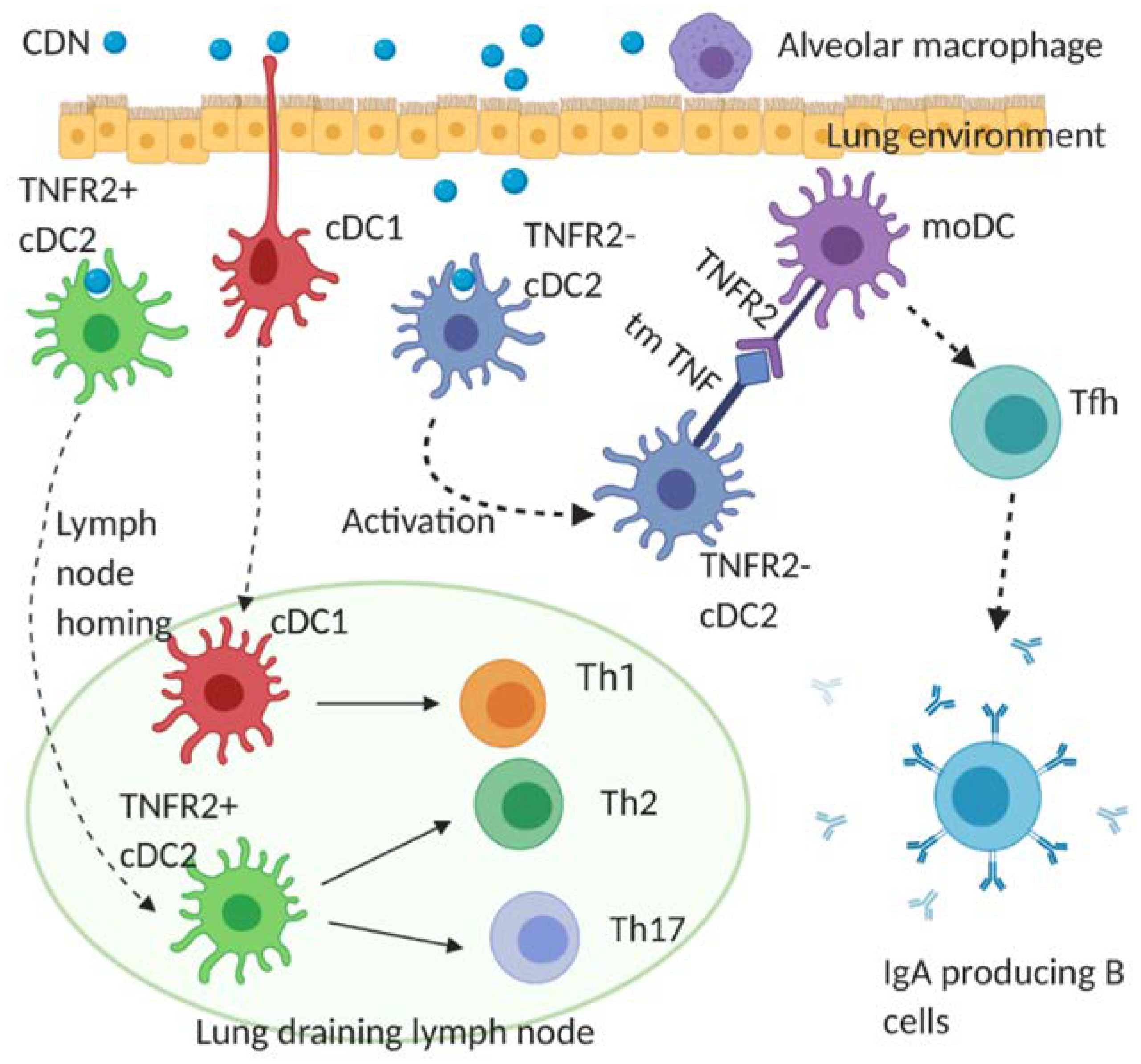 Vaccines 08 00453 g002 Vaccines 08 00453 g002