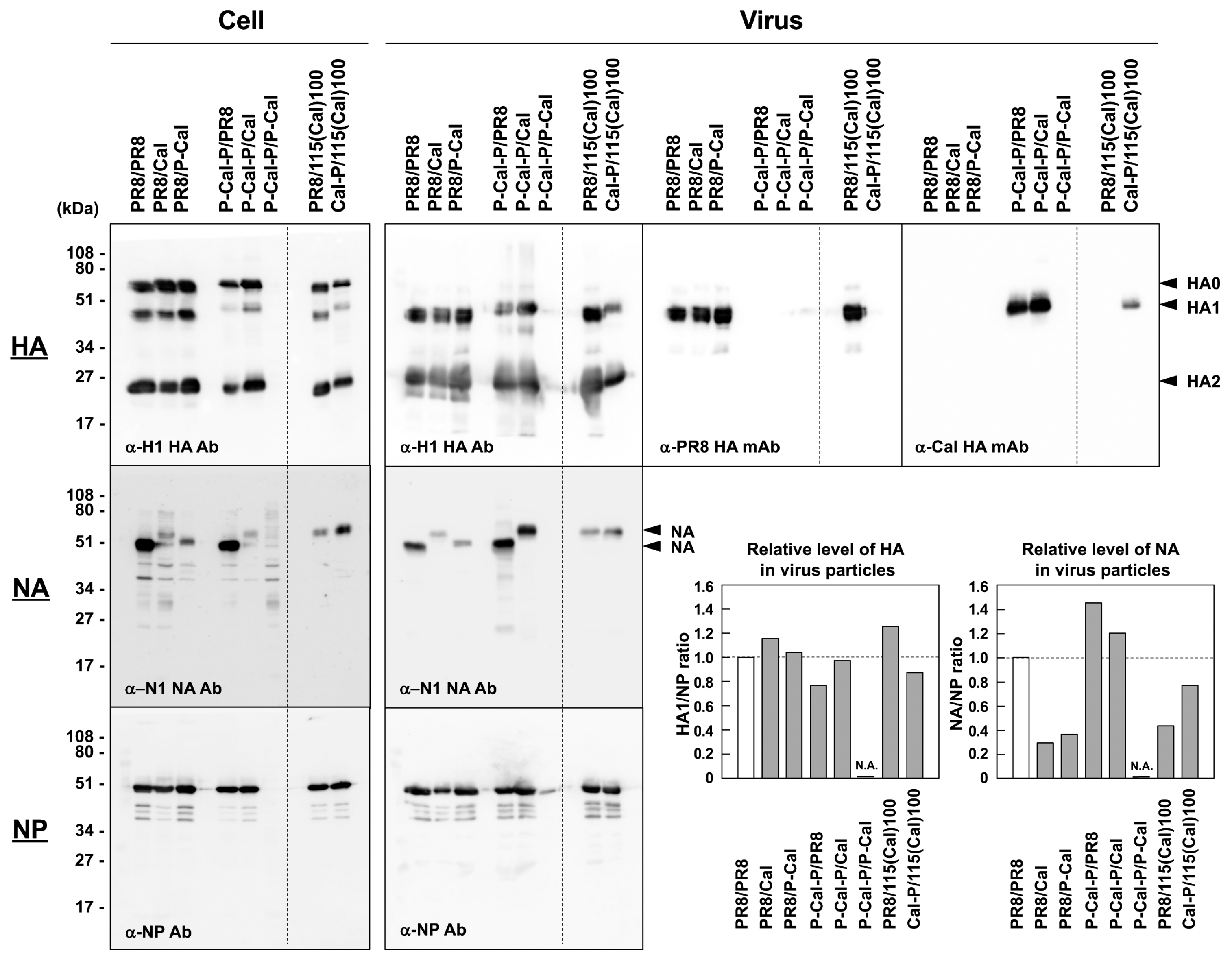 Vaccines 08 00458 g005 Vaccines 08 00458 g005