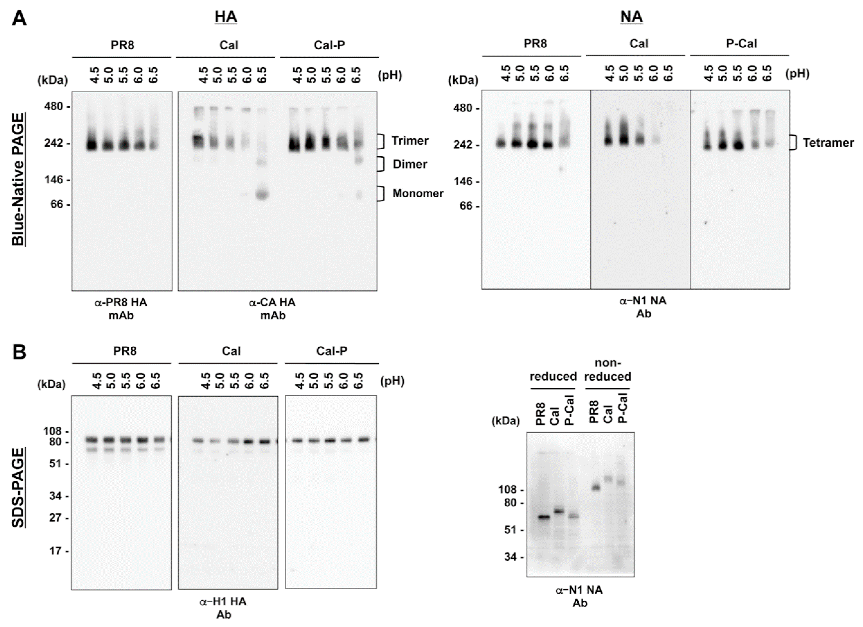 Vaccines 08 00458 g006 Vaccines 08 00458 g006