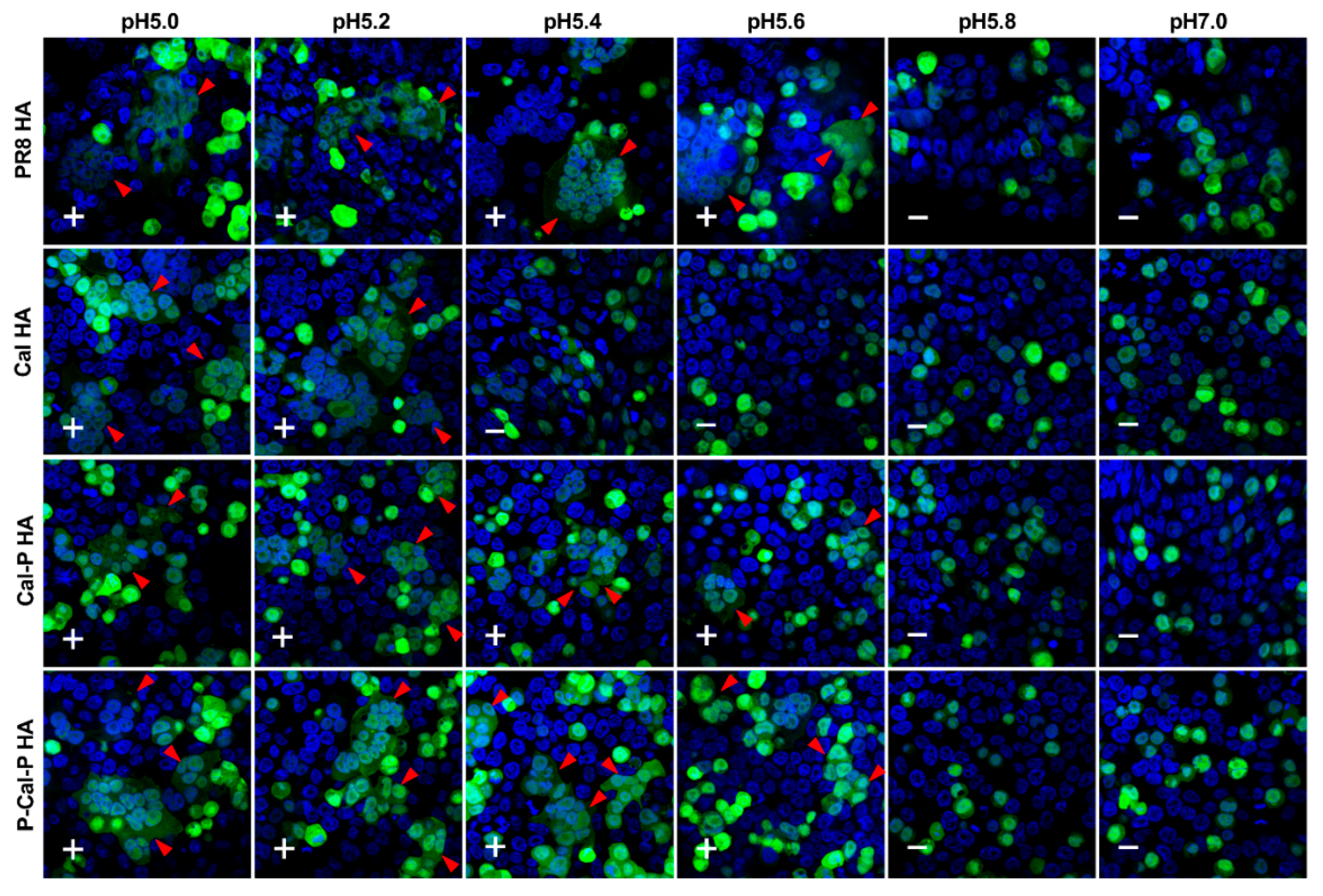 Vaccines 08 00458 g007 Vaccines 08 00458 g007