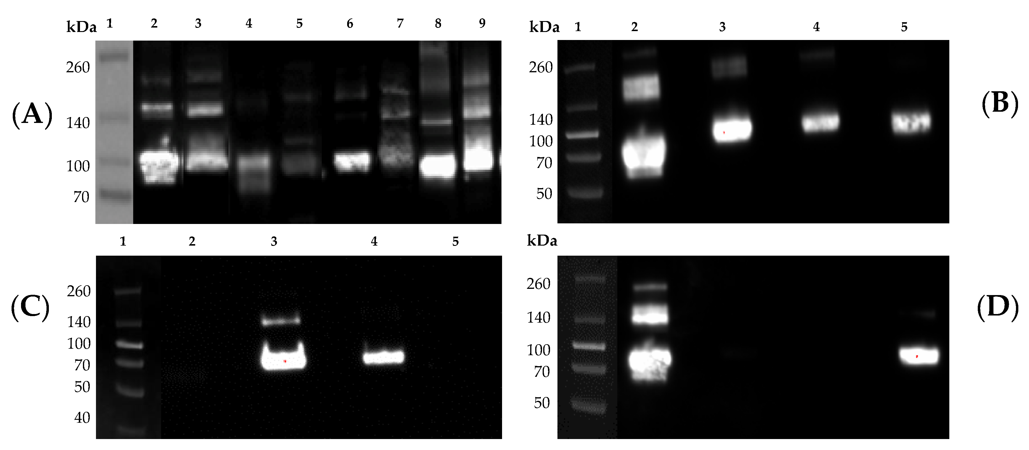 Vaccines 08 00462 g005