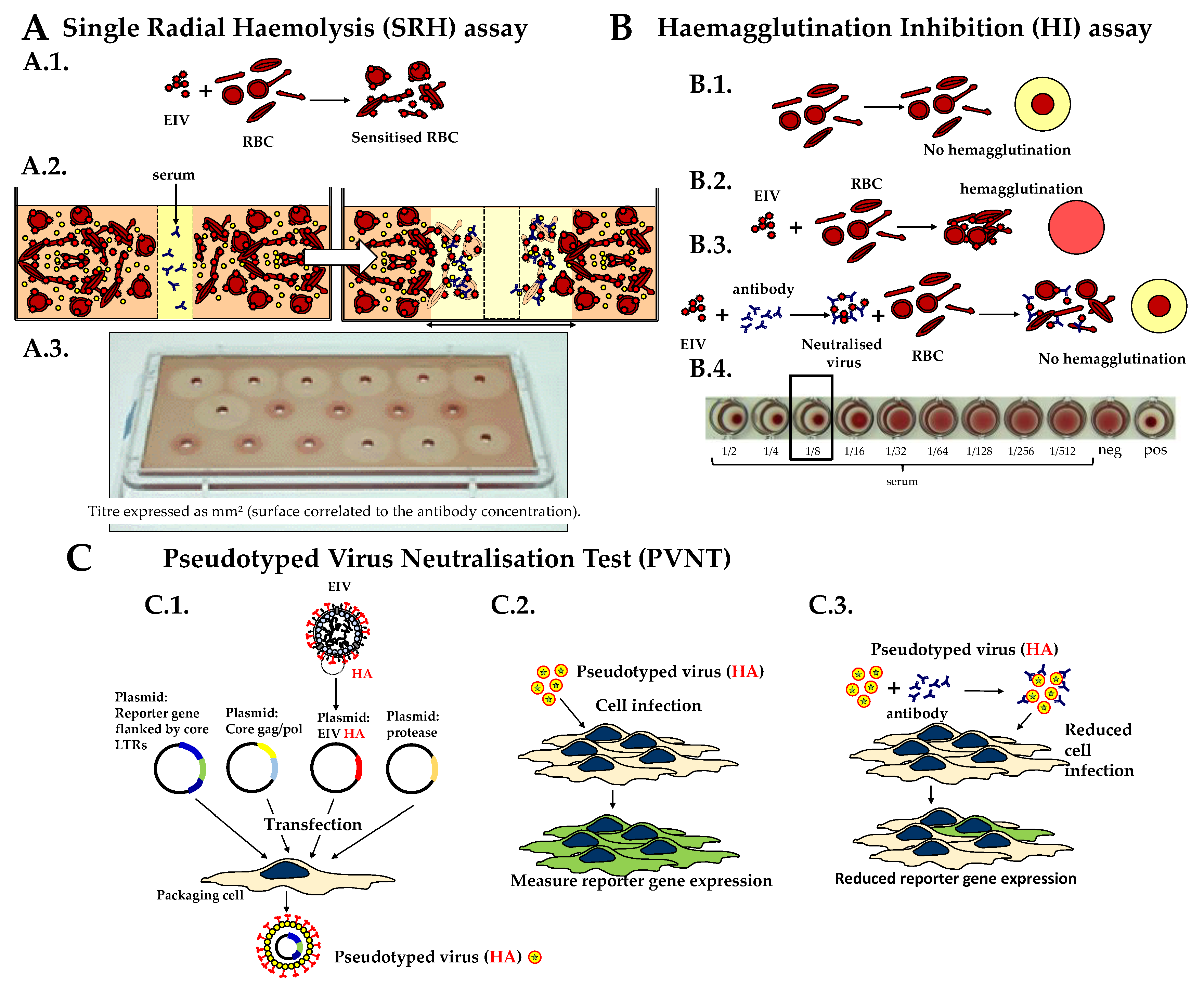 Vaccines 08 00466 g001 Vaccines 08 00466 g001