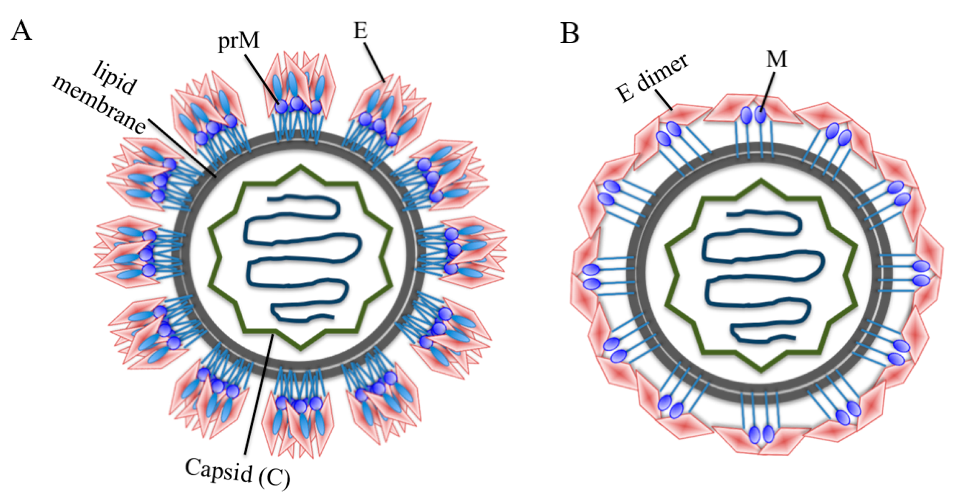 Vaccines 08 00481 g001
