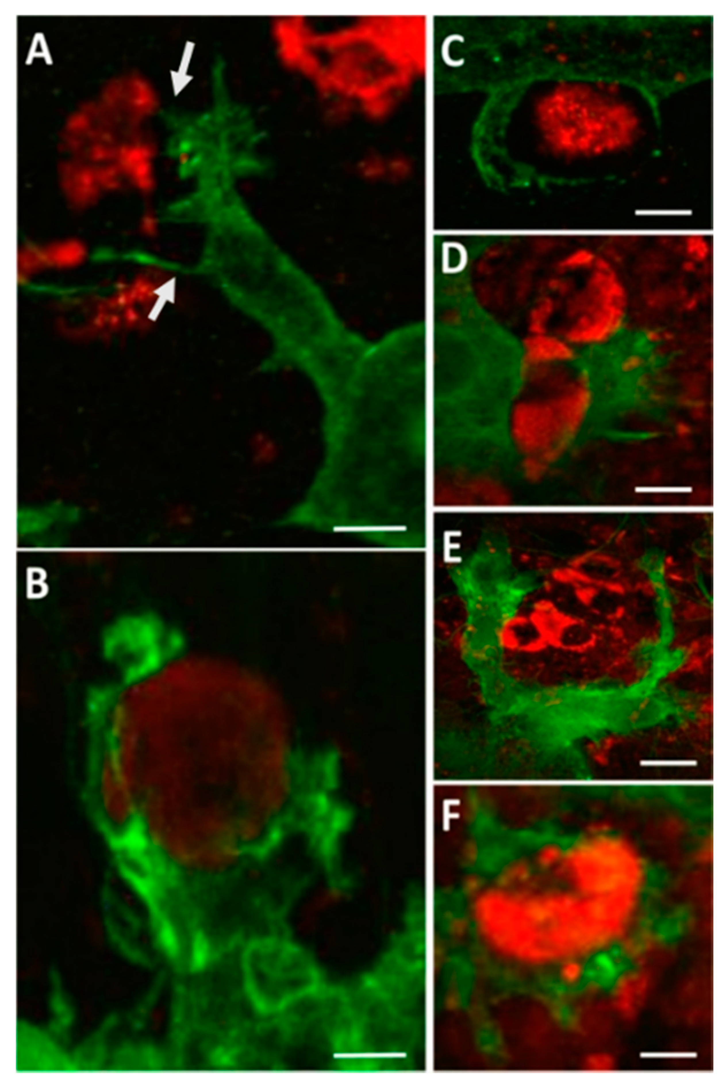 Vaccines 08 00485 g001 Vaccines 08 00485 g001