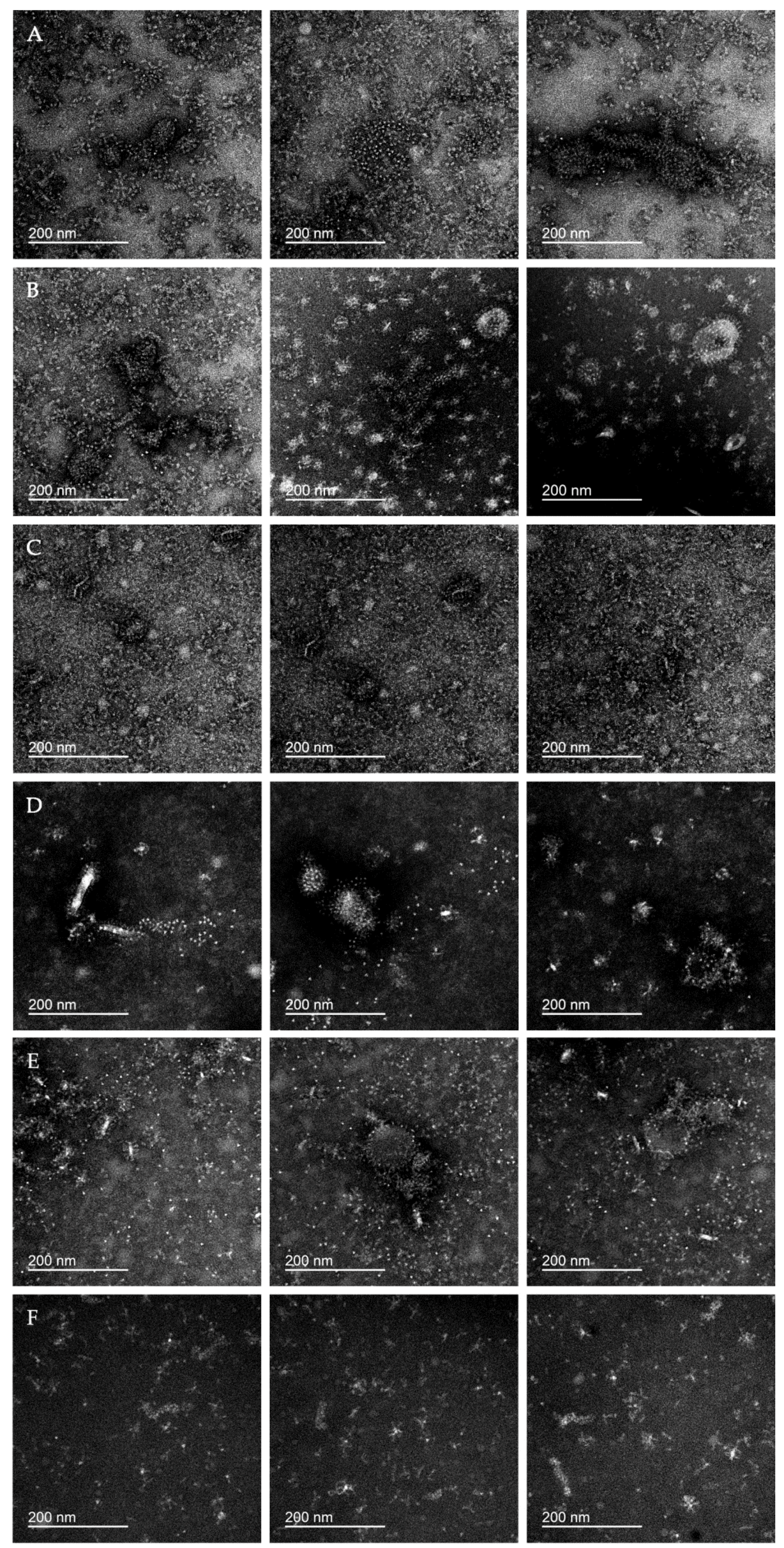 Vaccines 08 00488 g006