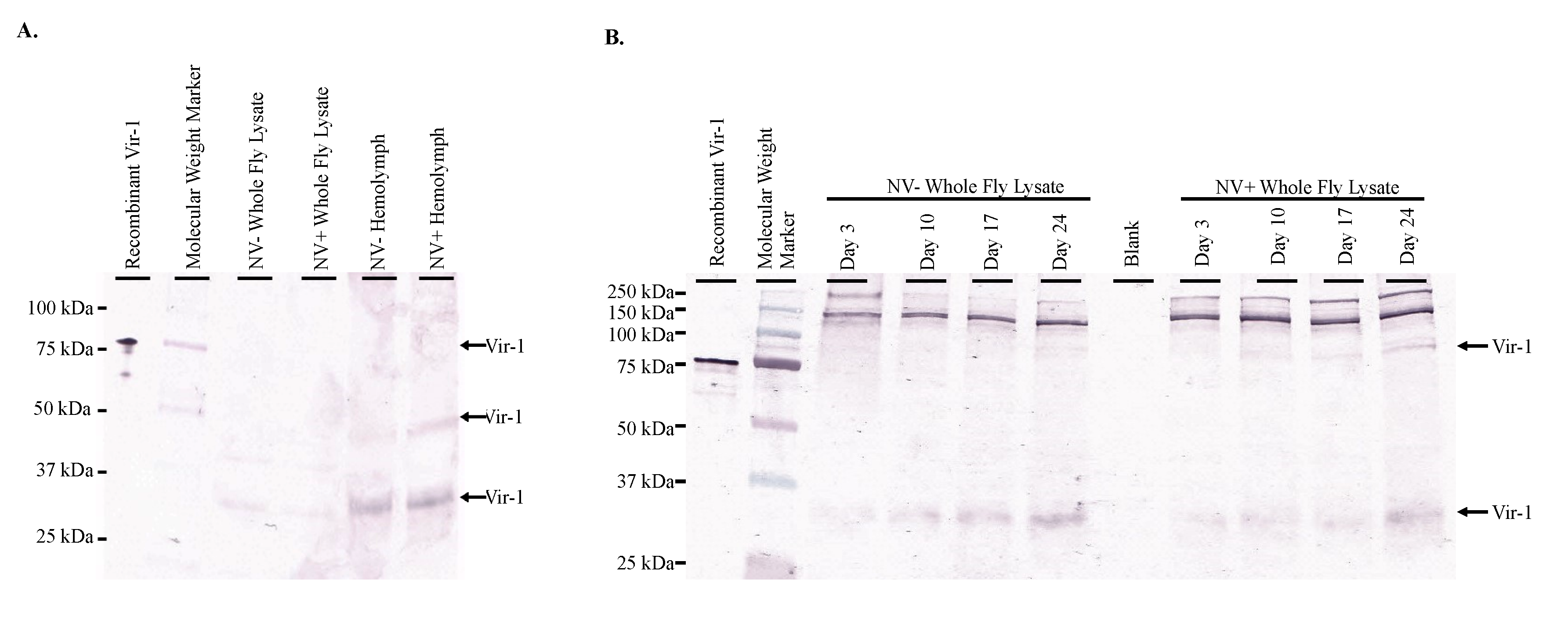 Vaccines 08 00491 g004