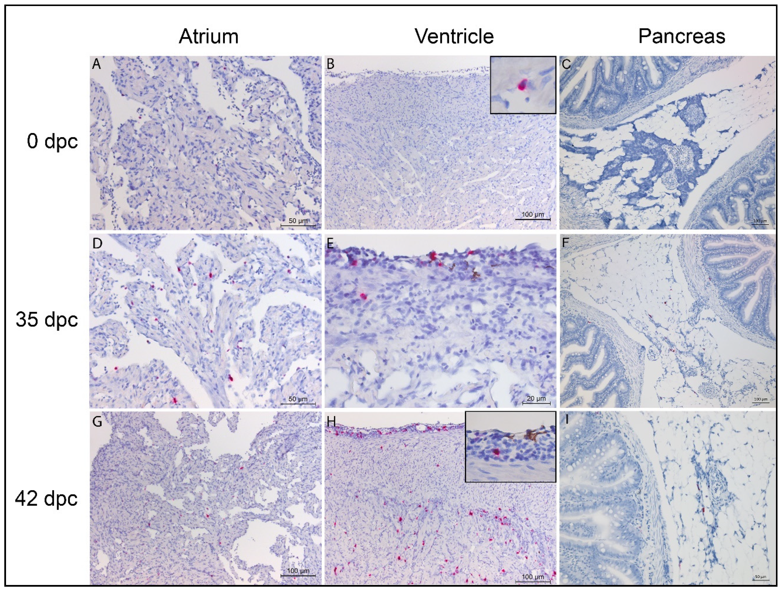 Vaccines 08 00493 g002