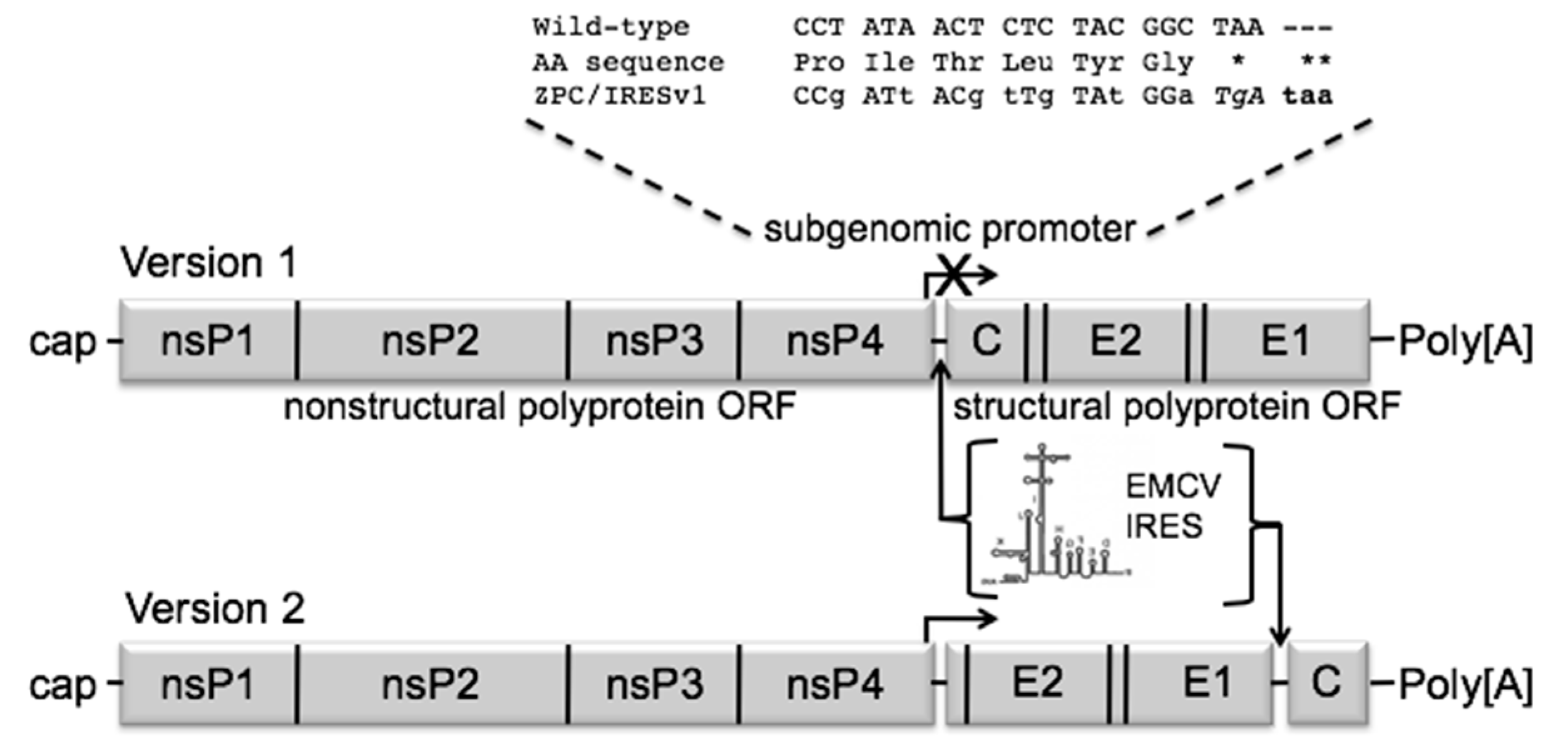 Vaccines 08 00497 g001 Vaccines 08 00497 g001