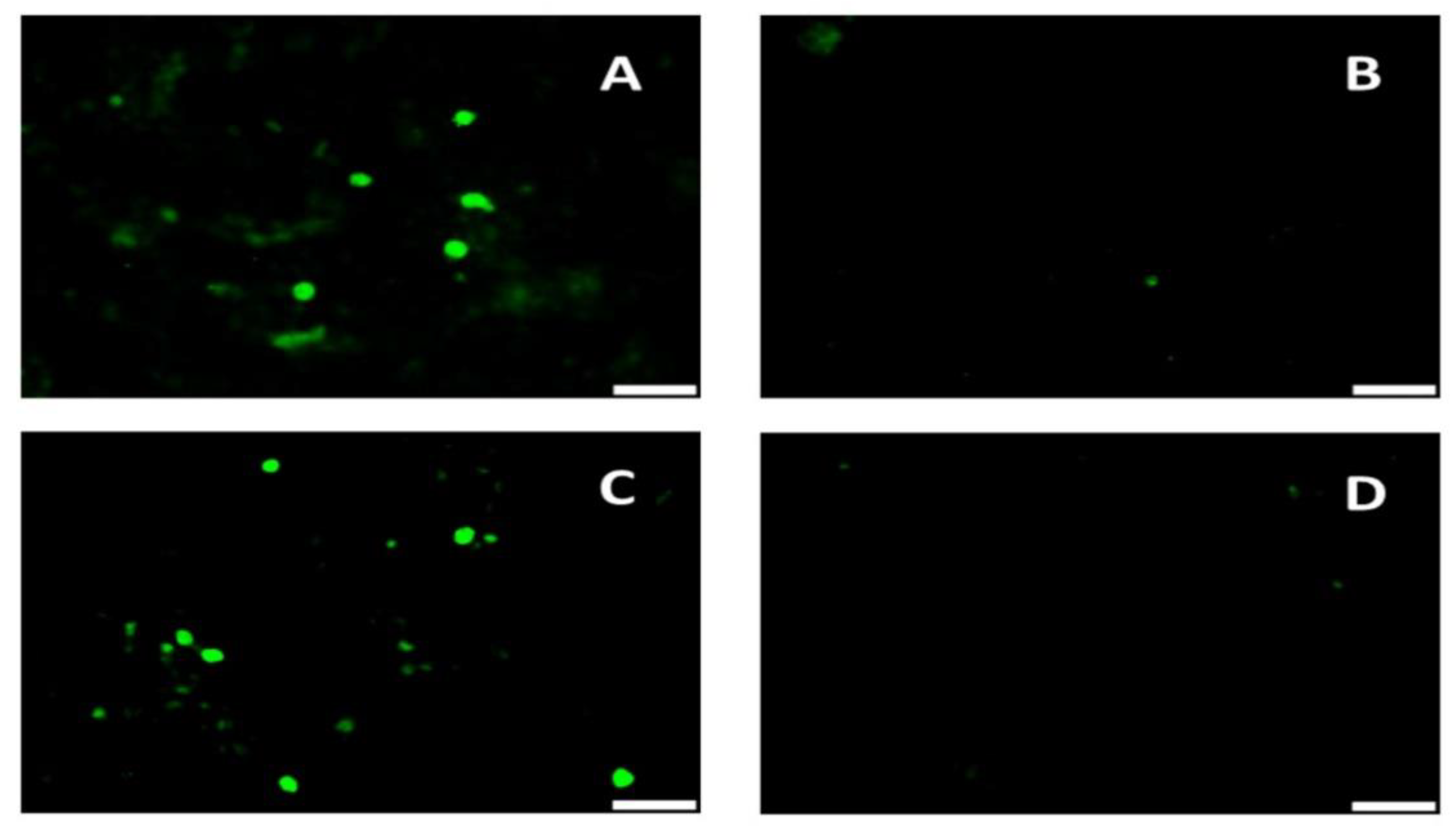 Vaccines 08 00506 g002
