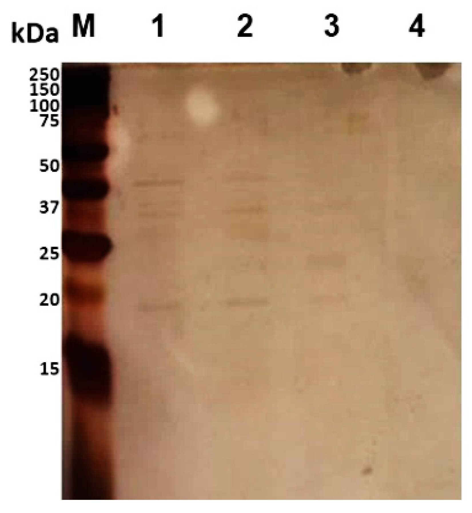 Vaccines 08 00509 g002 Vaccines 08 00509 g002