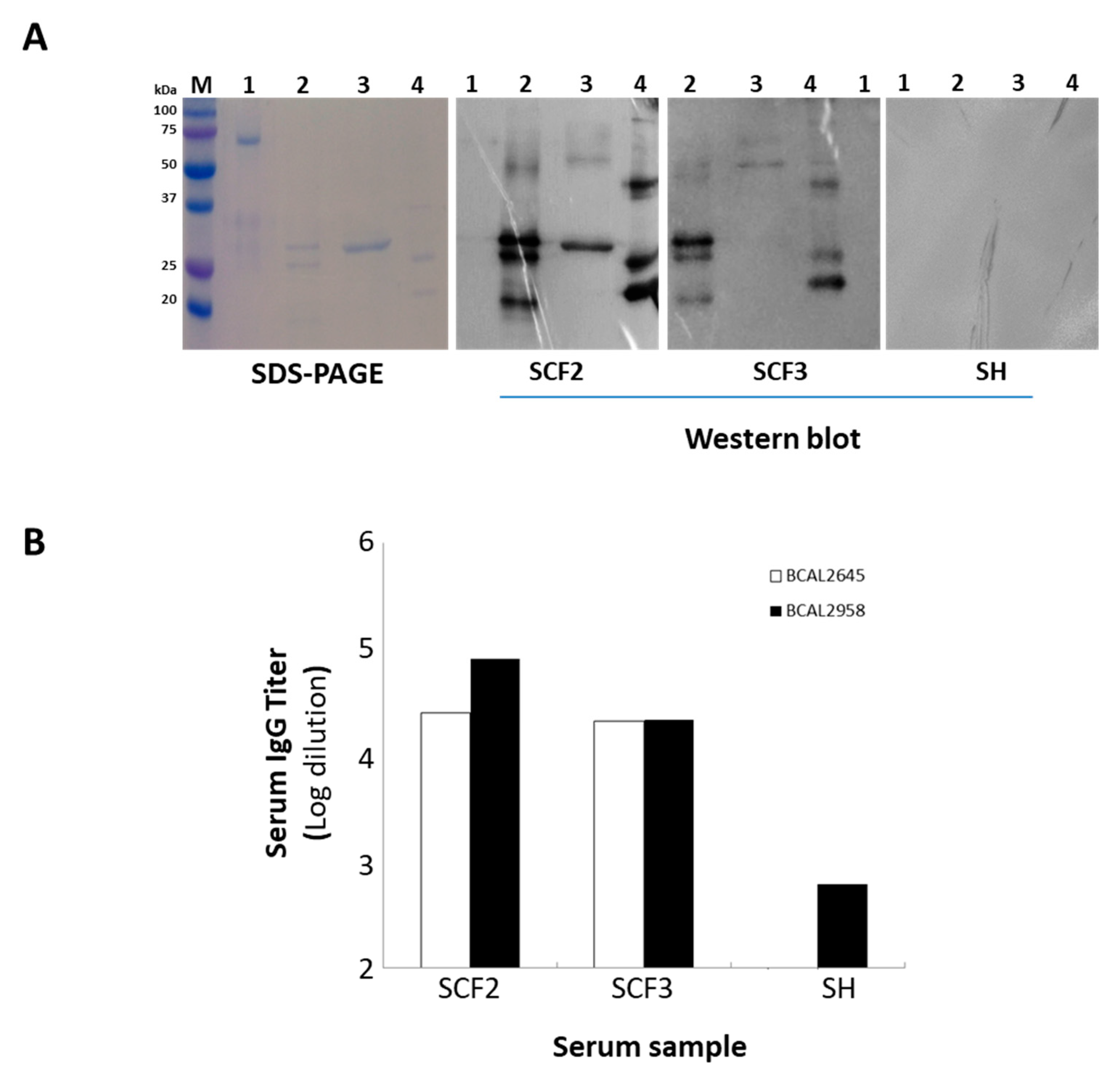 Vaccines 08 00509 g005 Vaccines 08 00509 g005