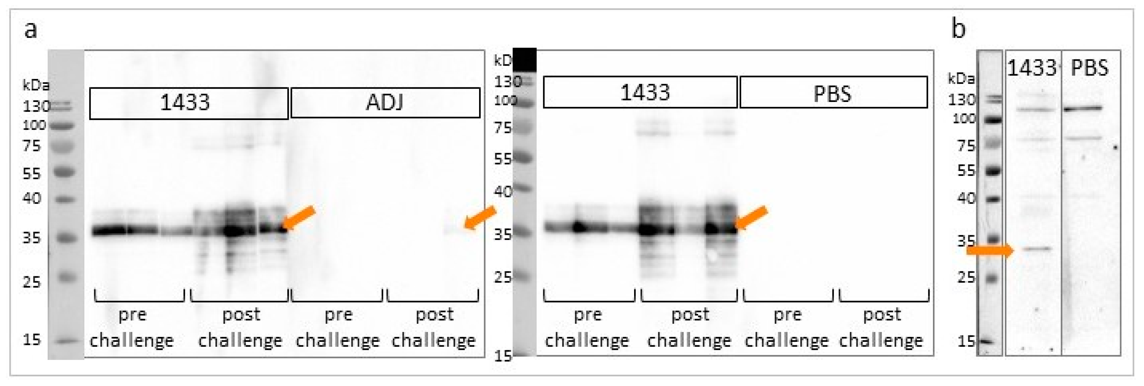 Vaccines 08 00515 g004 Vaccines 08 00515 g004