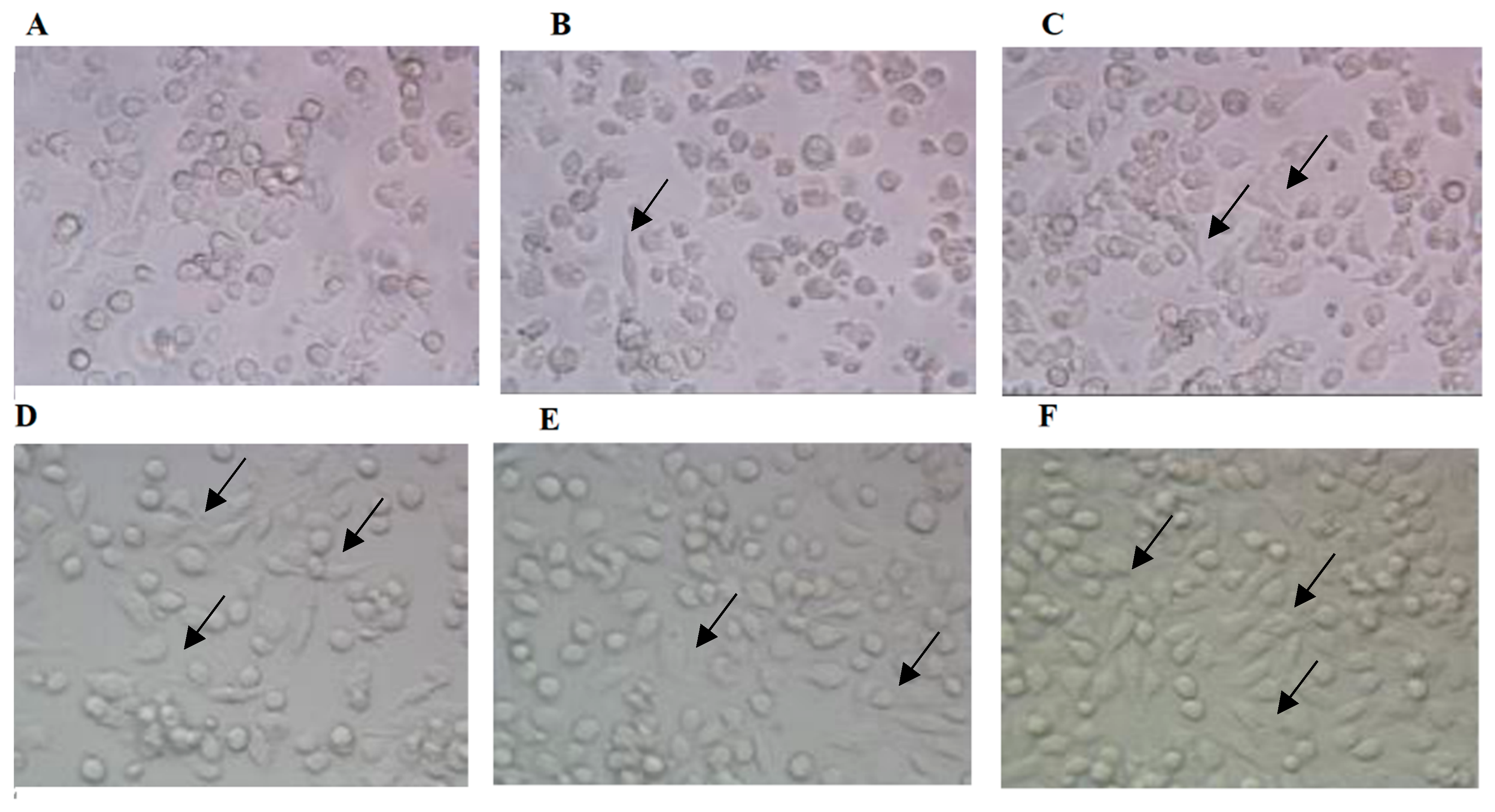 Vaccines 08 00525 g003 Vaccines 08 00525 g003