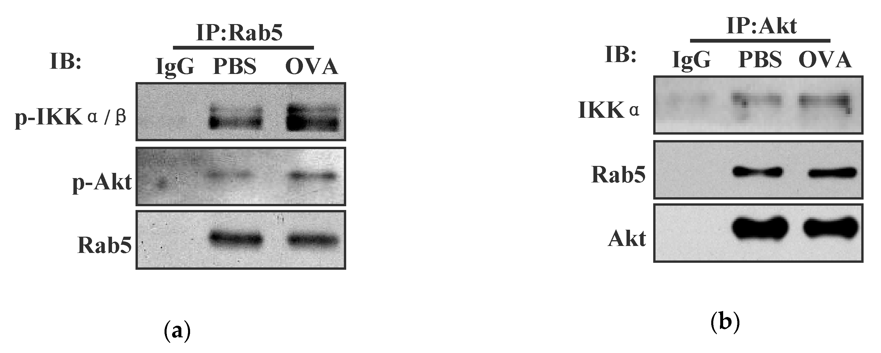 Vaccines 08 00539 g004a Vaccines 08 00539 g004a