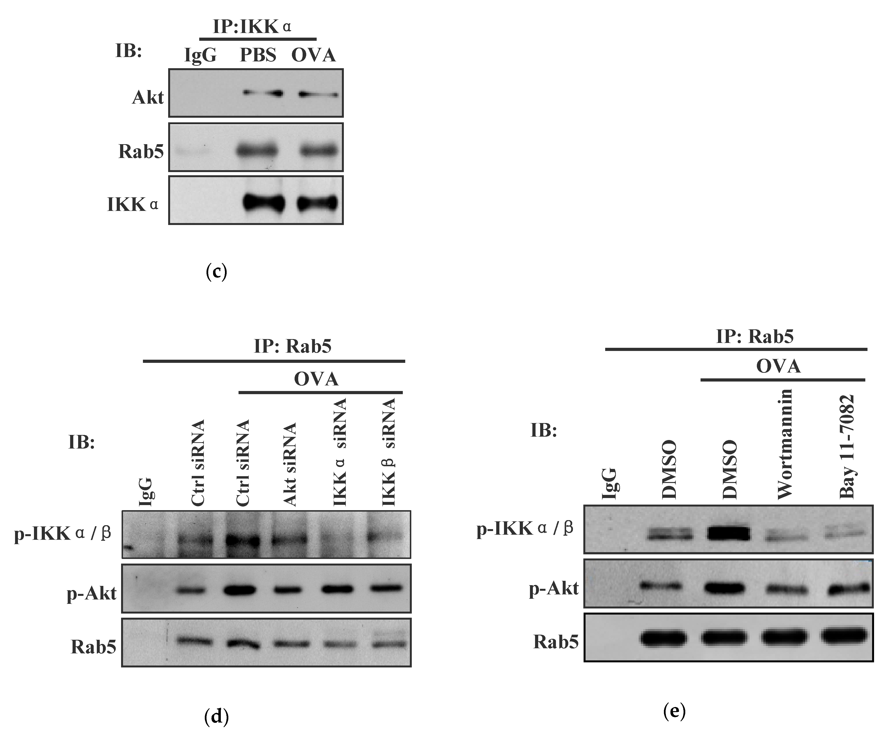 Vaccines 08 00539 g004b Vaccines 08 00539 g004b
