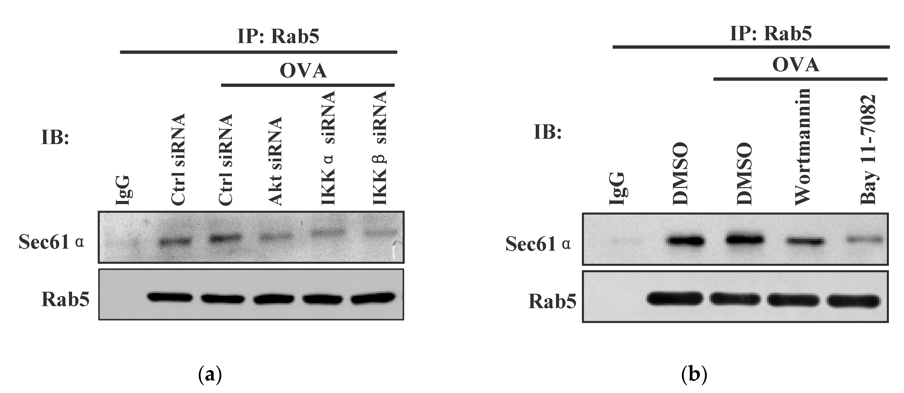 Vaccines 08 00539 g005 Vaccines 08 00539 g005