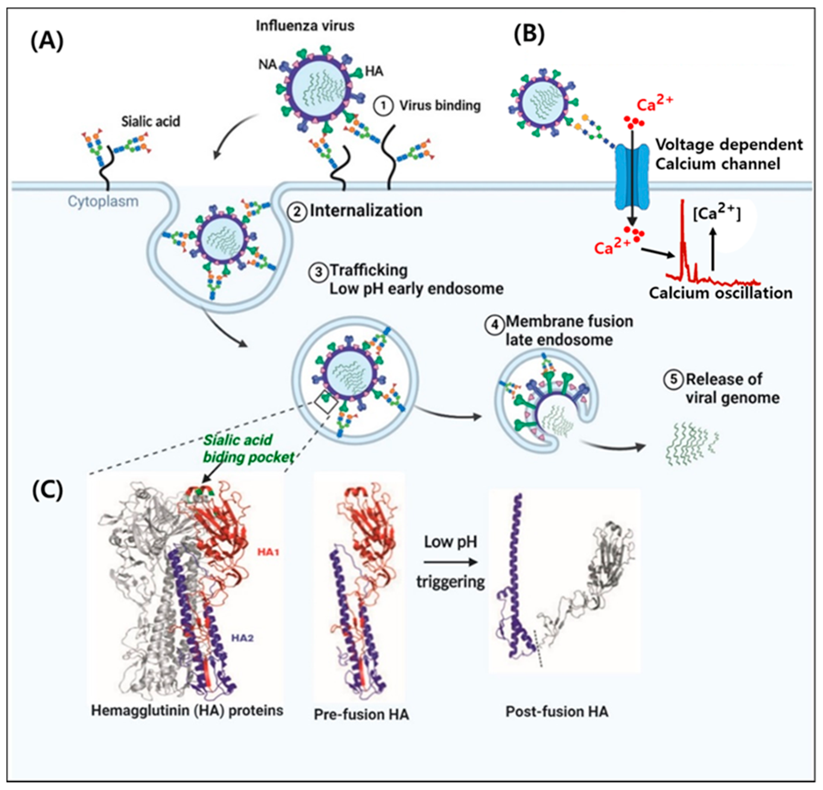 ha2-supra-l high-calcium