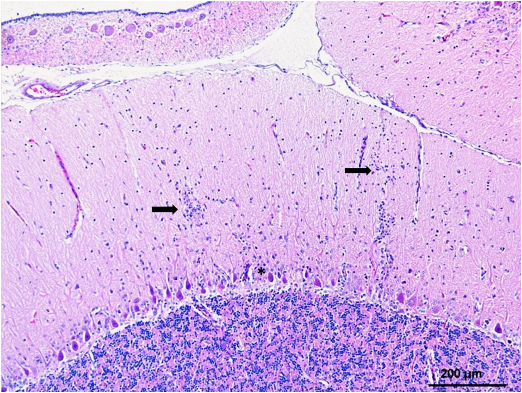 Vaccines 08 00550 g002 Vaccines 08 00550 g002