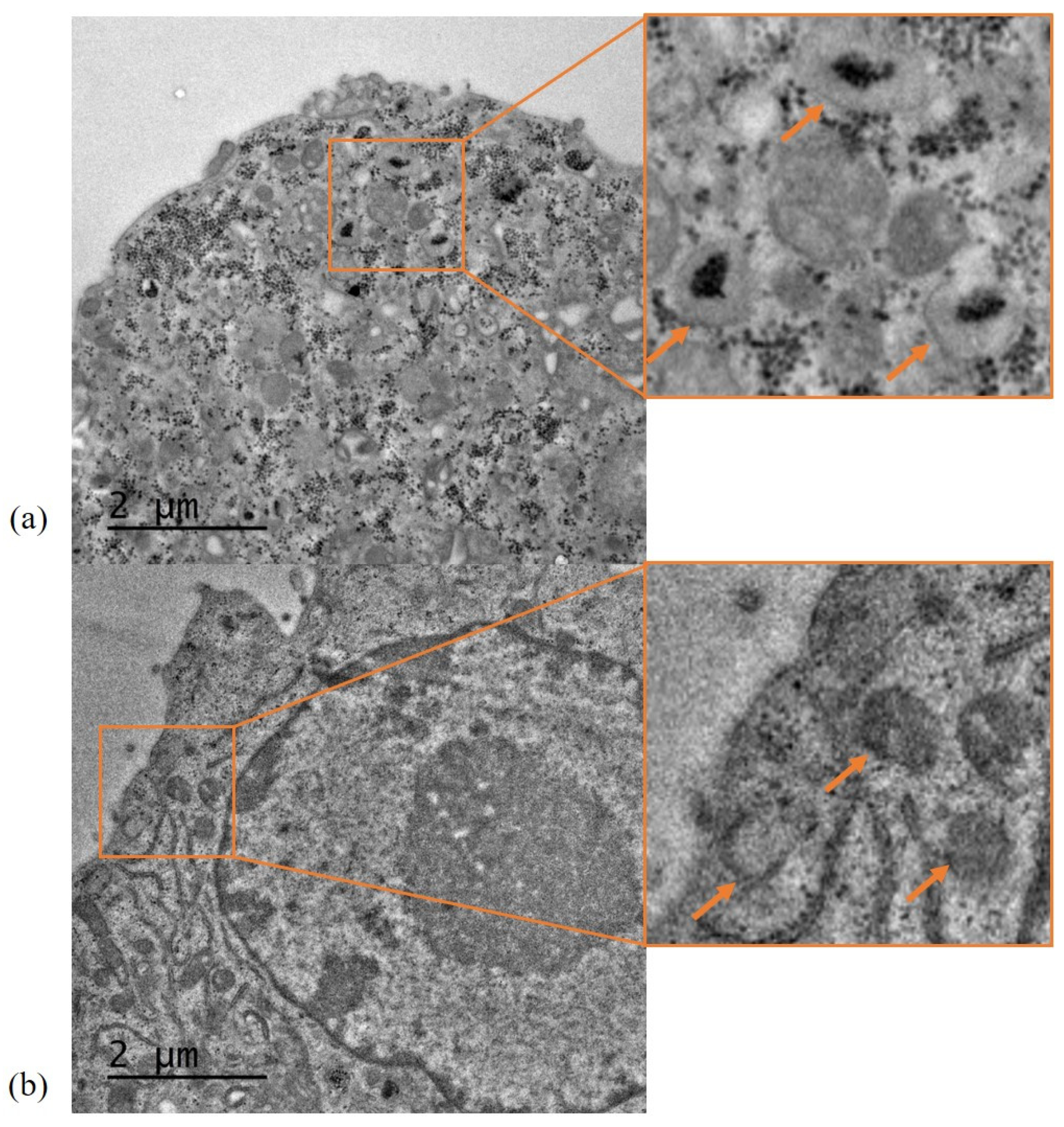 Vaccines 08 00551 g006