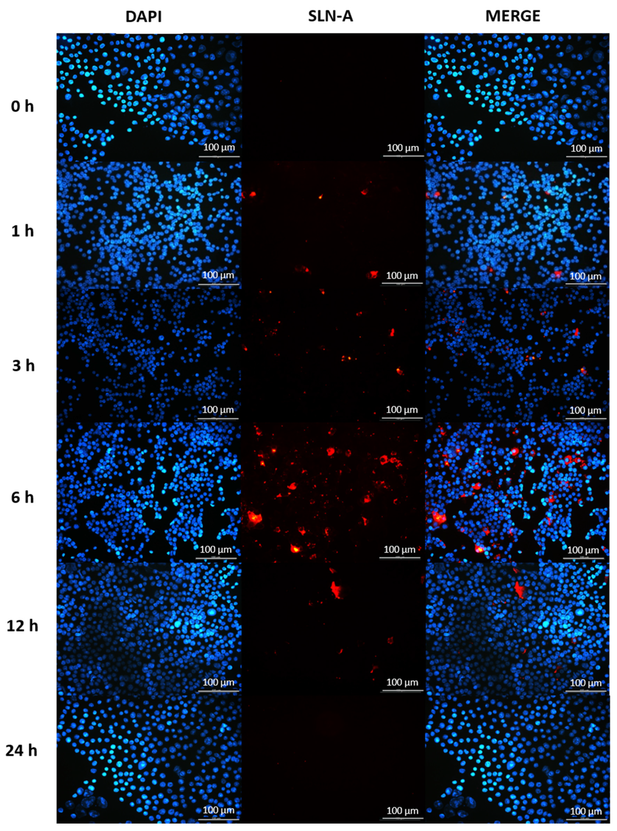 Vaccines 08 00551 g007