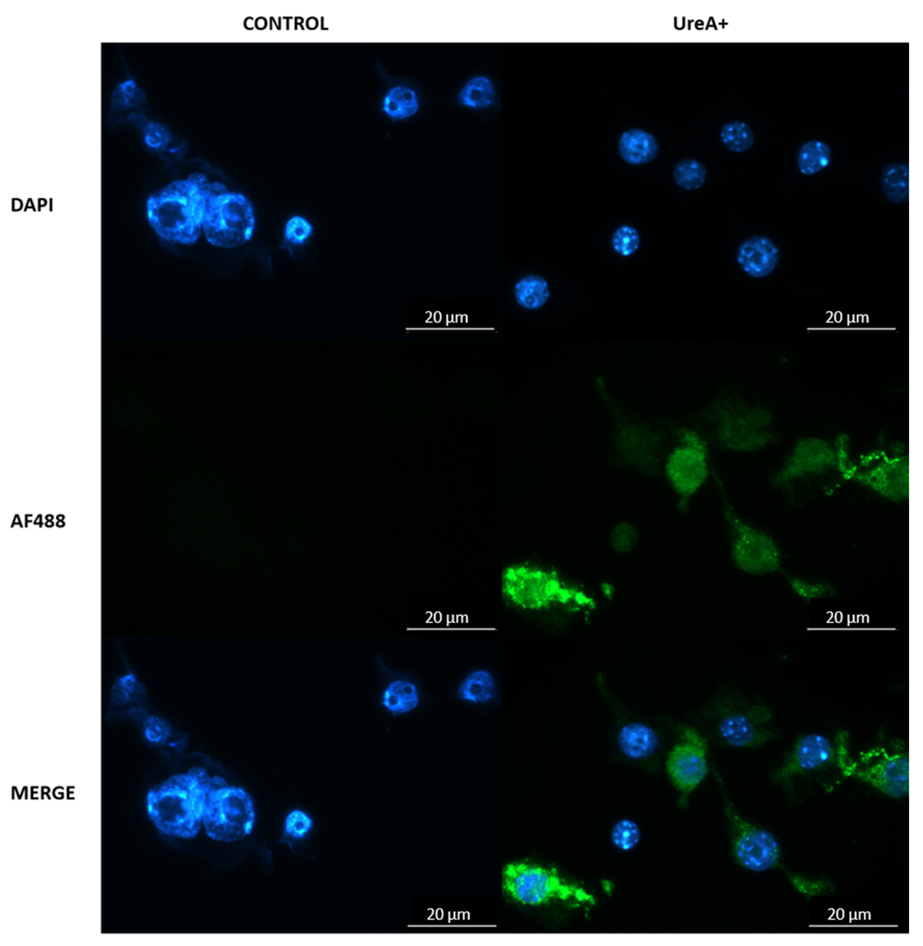 Vaccines 08 00551 g008