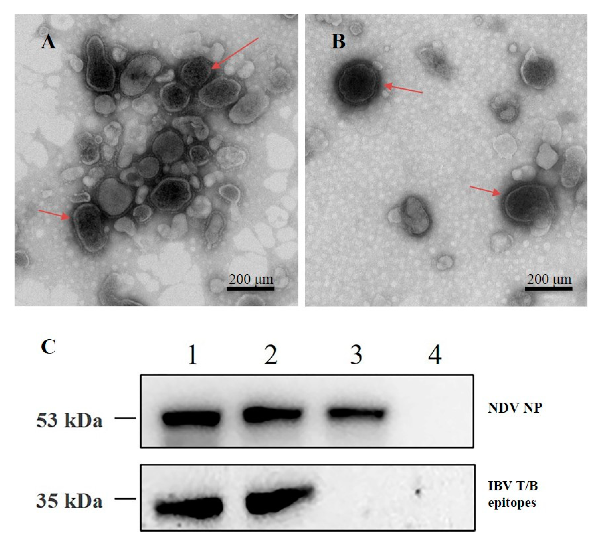 Vaccines 08 00564 g002 Vaccines 08 00564 g002