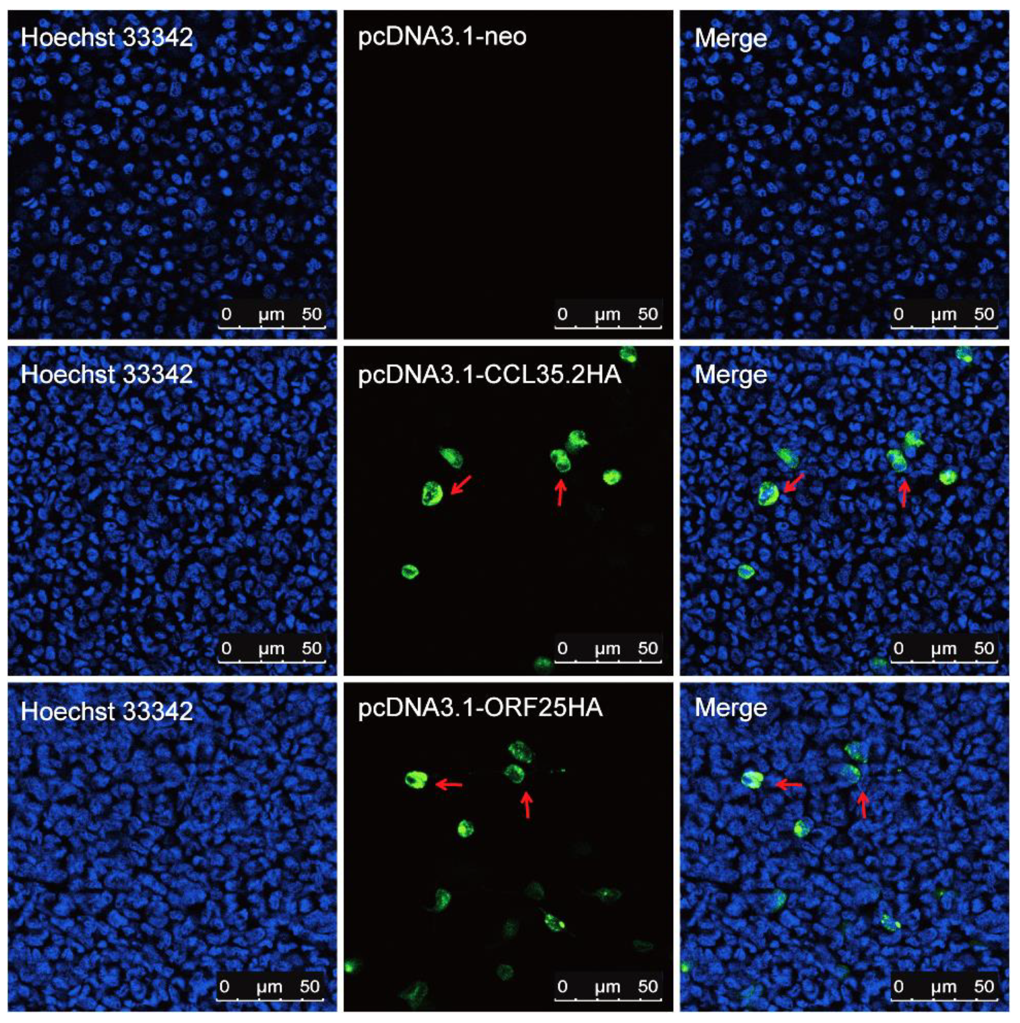 Vaccines 08 00567 g001 Vaccines 08 00567 g001