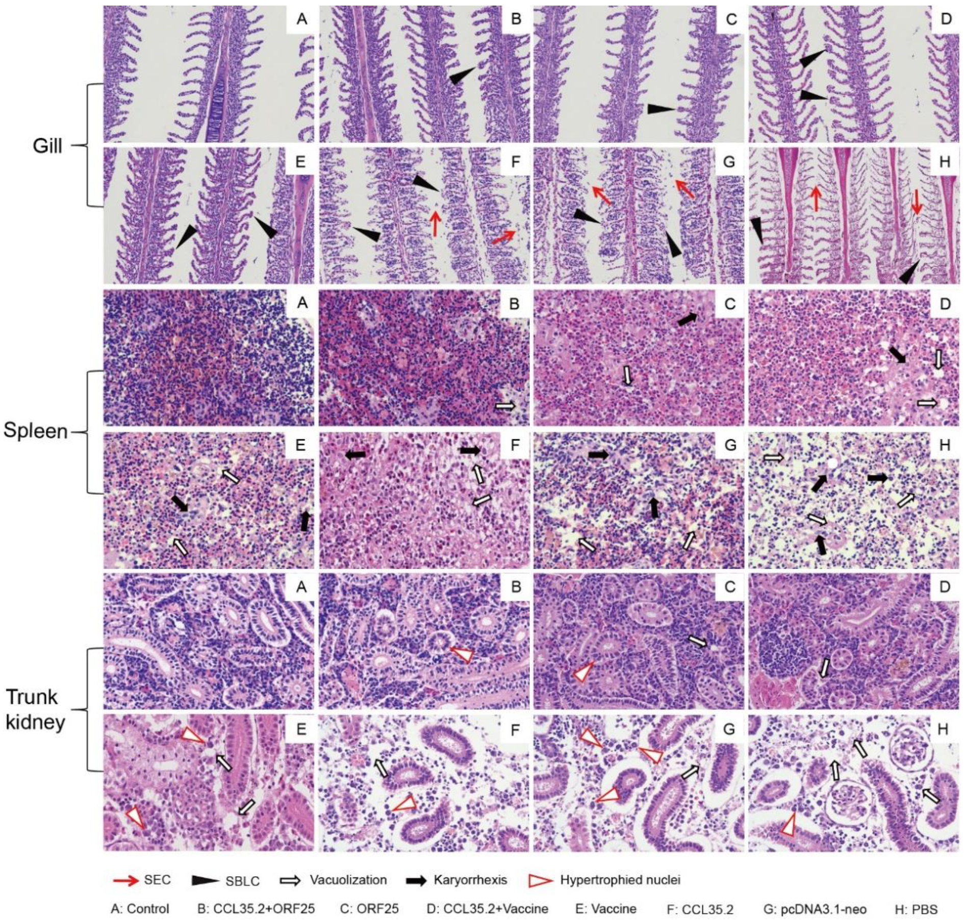 Vaccines 08 00567 g009 Vaccines 08 00567 g009