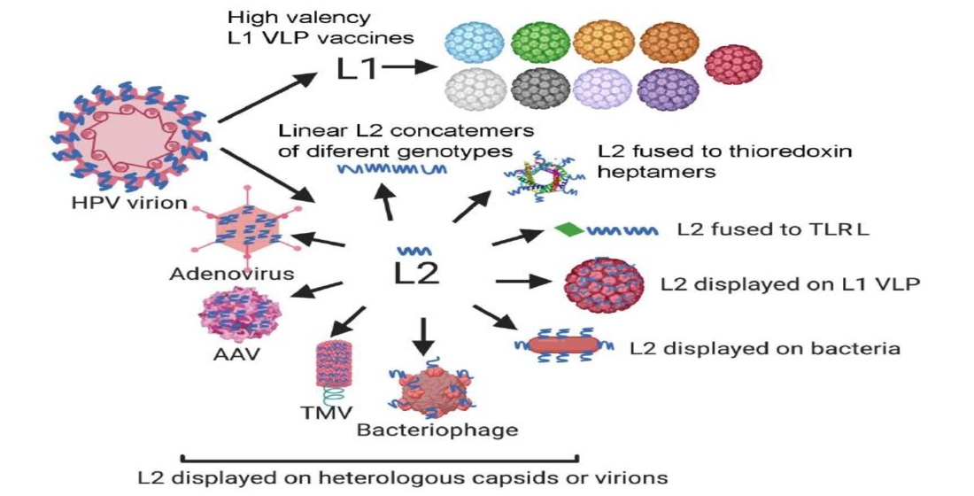 human papillomavirus vaccine mode)