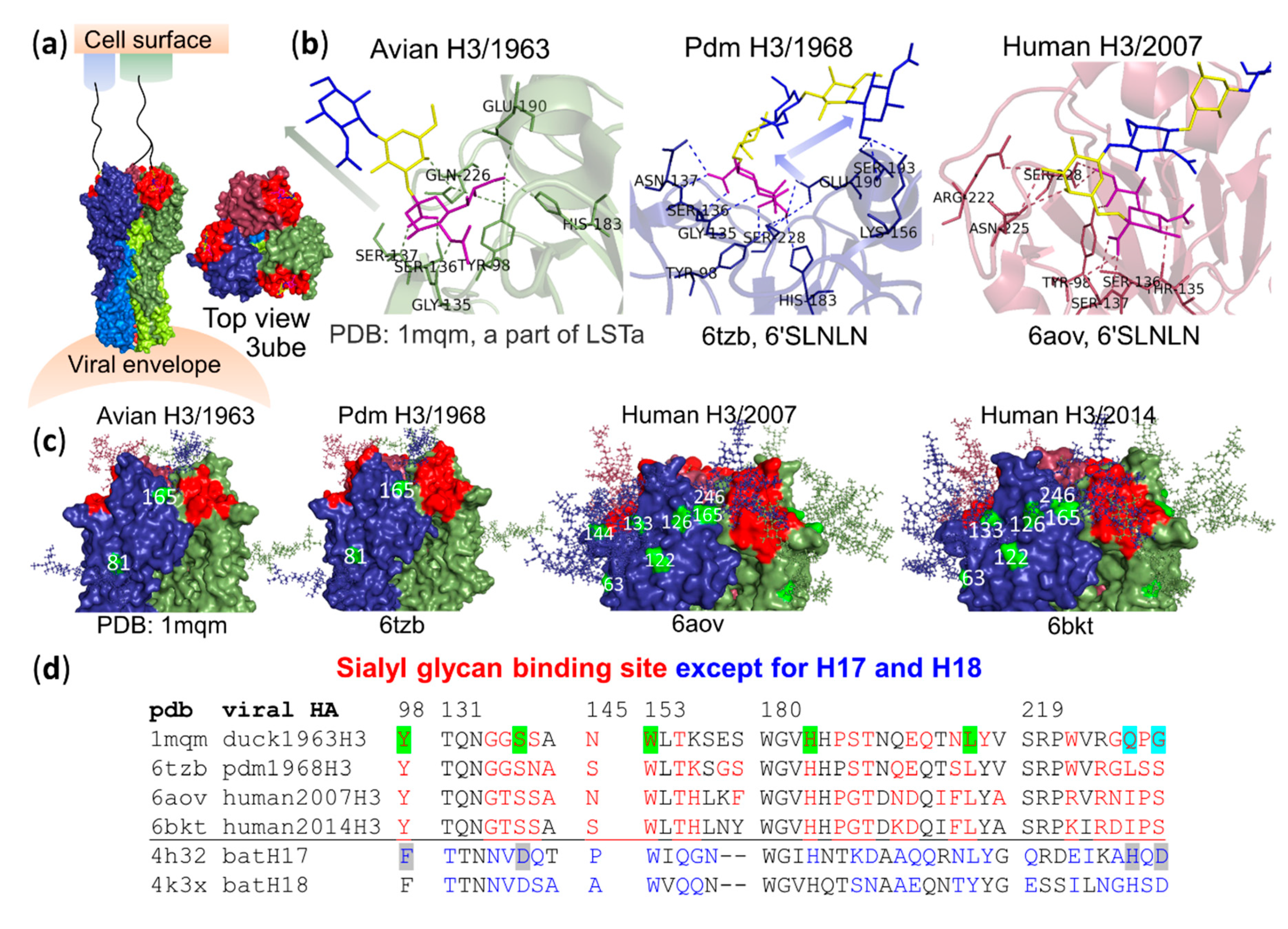 Vaccines | Free Full-Text | Host Receptors of Influenza Viruses 