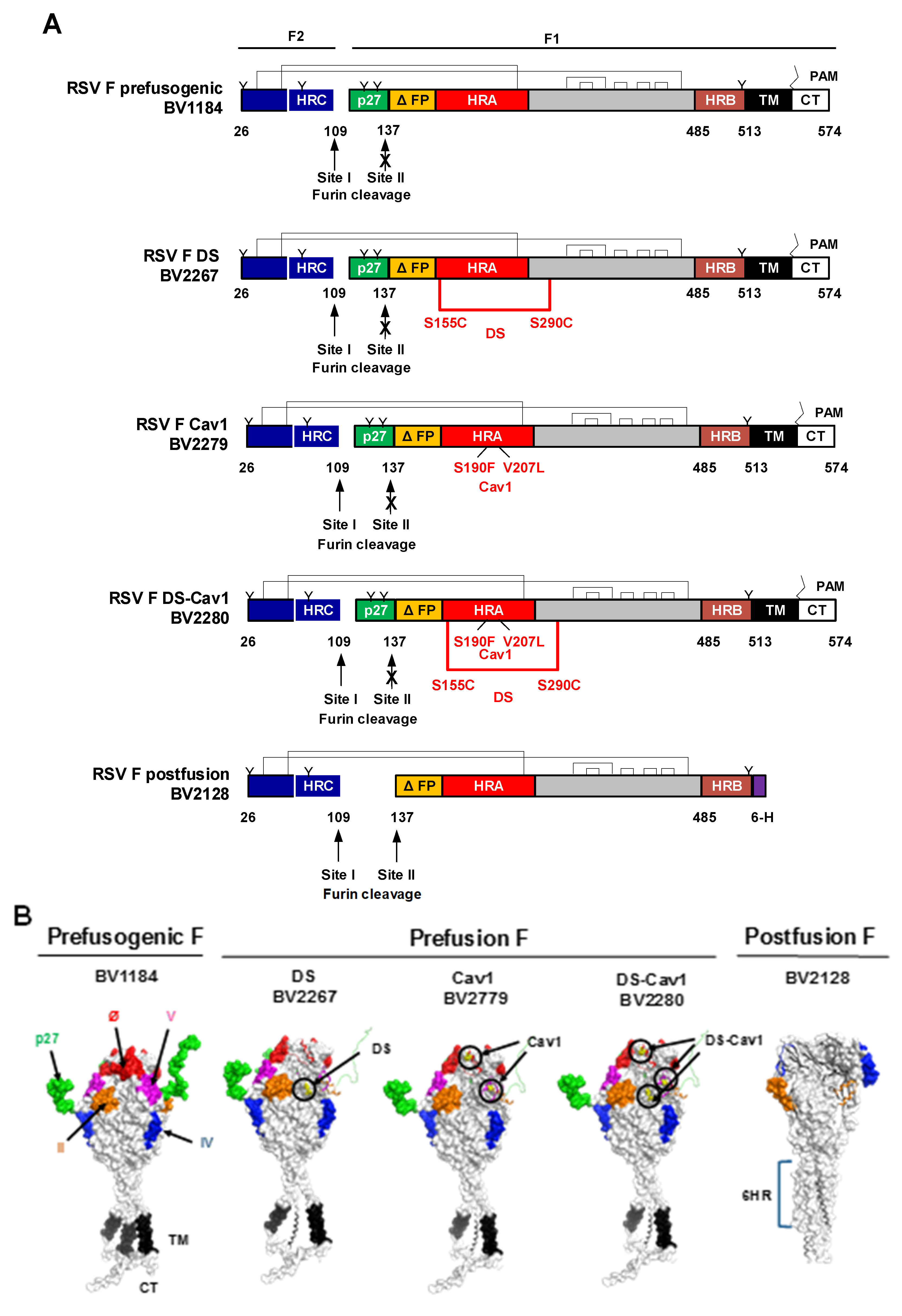 Vaccines 08 00607 g001 Vaccines 08 00607 g001