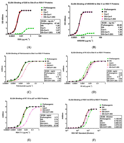 Vaccines Free Full Text Flexible Rsv Prefusogenic Fusion Glycoprotein Exposes Multiple Neutralizing Epitopes That May Collectively Contribute To Protective Immunity Html