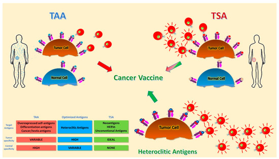 Vaccines Free Full Text Selecting Target Antigens For Cancer Vaccine Development Html
