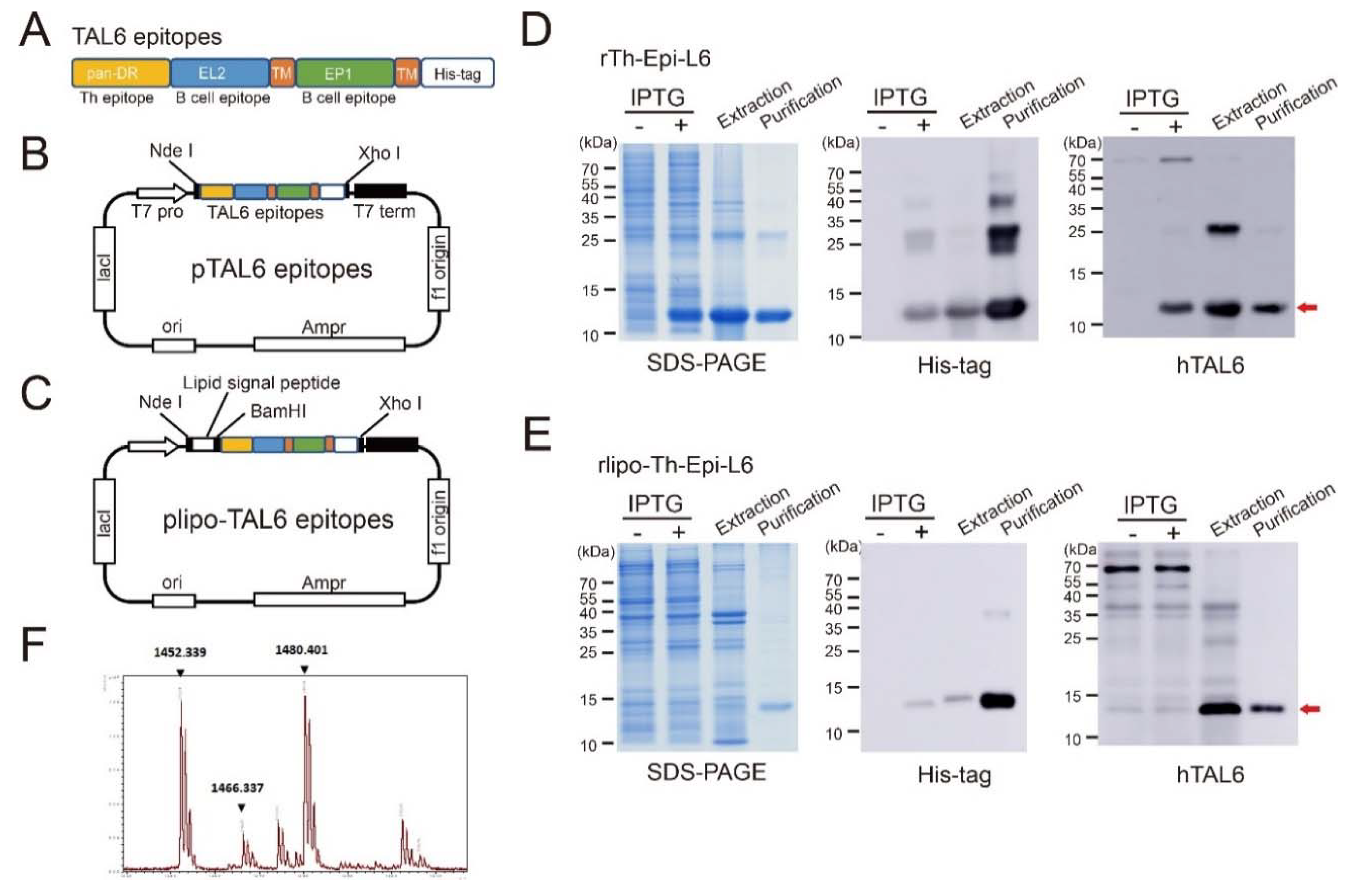 Vaccines 08 00620 g001 Vaccines 08 00620 g001