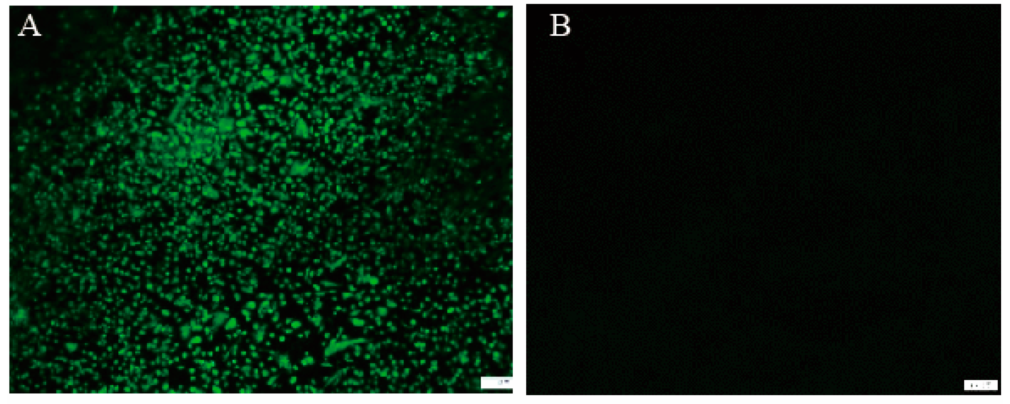 Vaccines 08 00623 g002 Vaccines 08 00623 g002