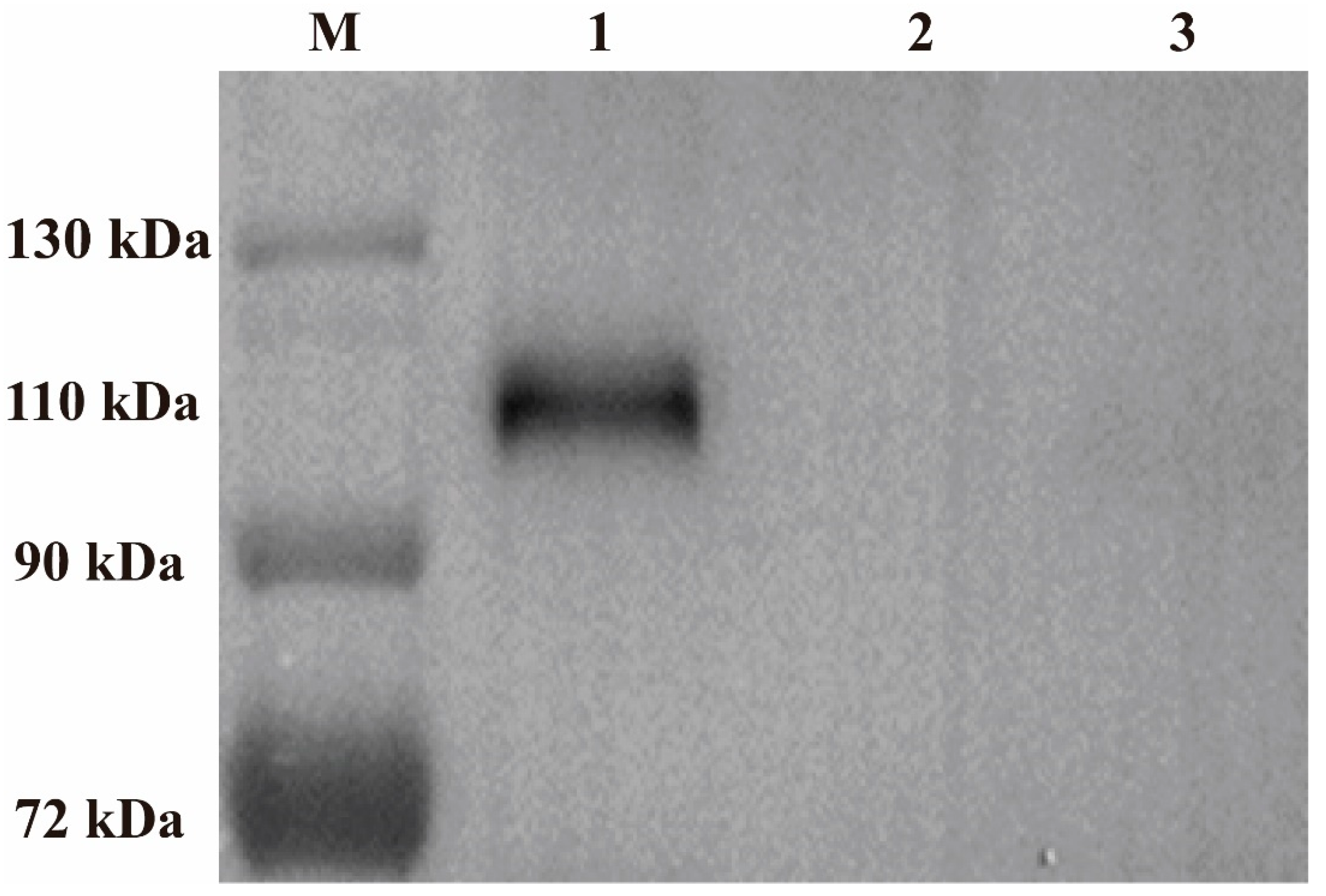 Vaccines 08 00623 g003 Vaccines 08 00623 g003