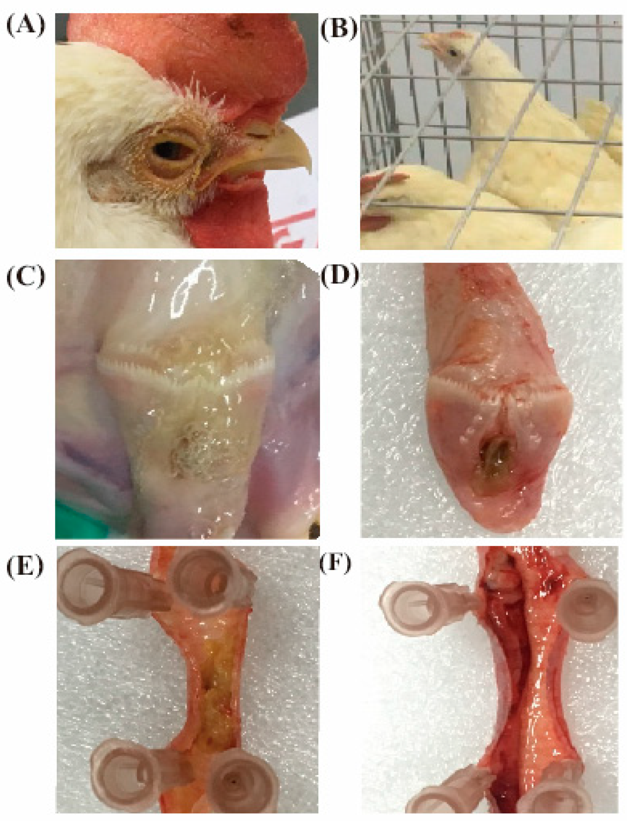 Vaccines 08 00623 g005 Vaccines 08 00623 g005