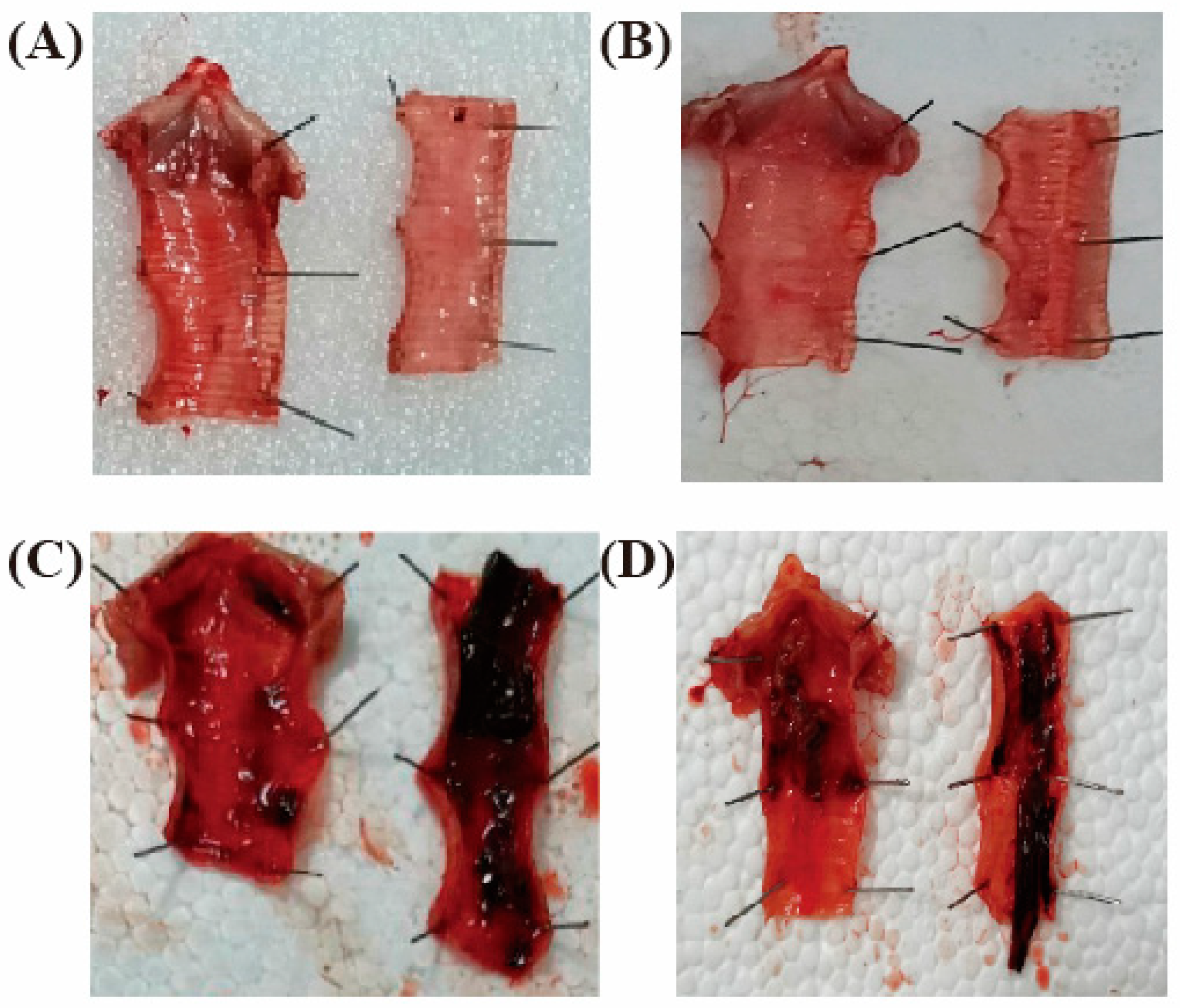 Vaccines 08 00623 g006 Vaccines 08 00623 g006