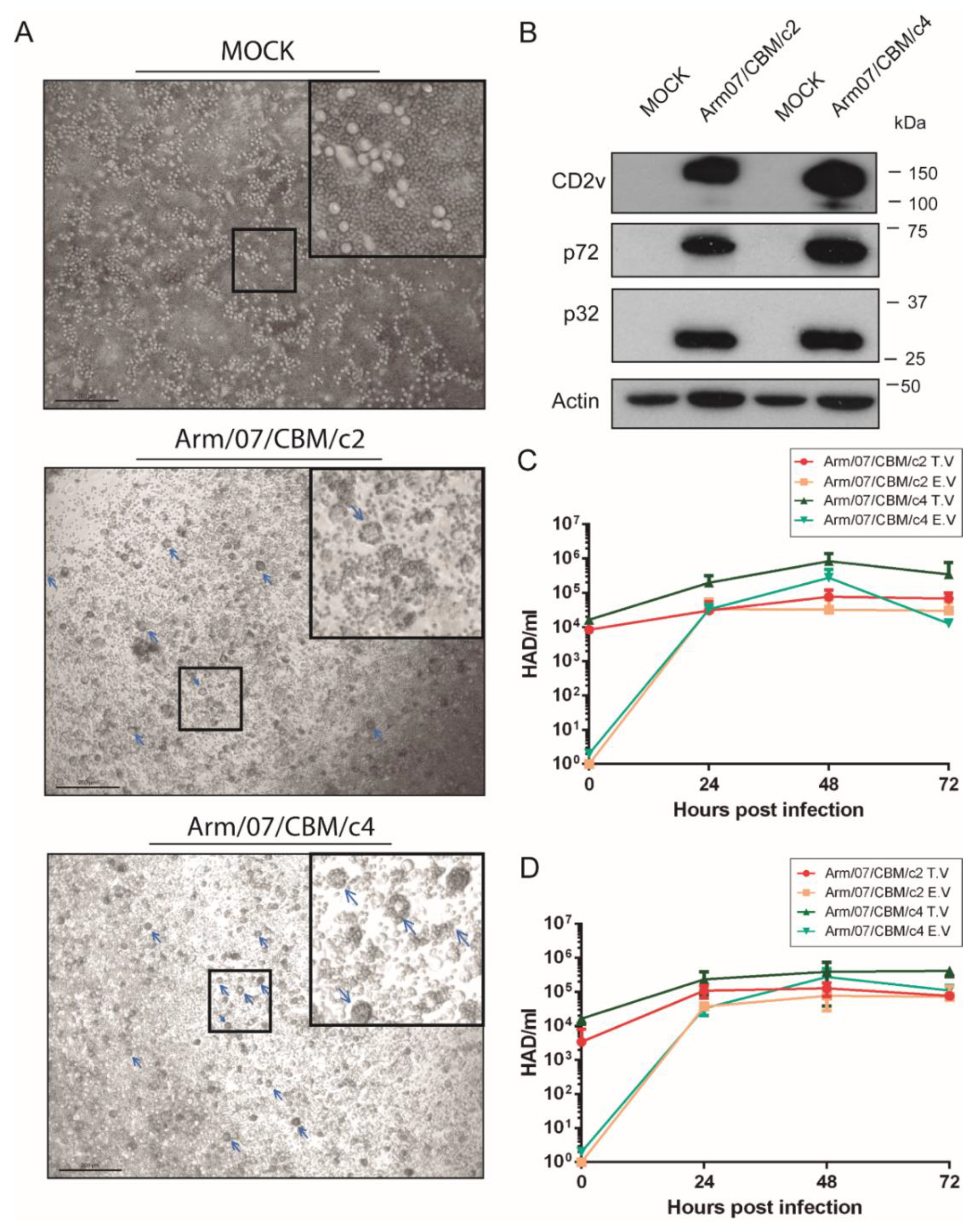 Vaccines 08 00625 g007