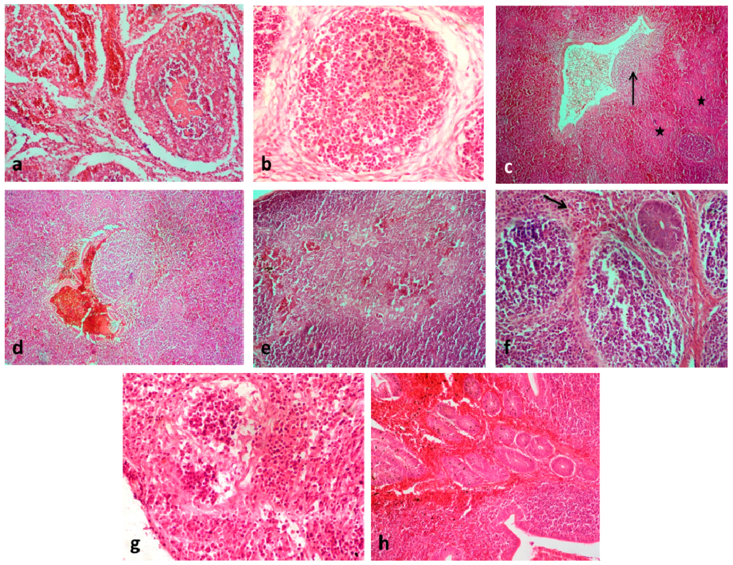 Vaccines 08 00627 g002 Vaccines 08 00627 g002